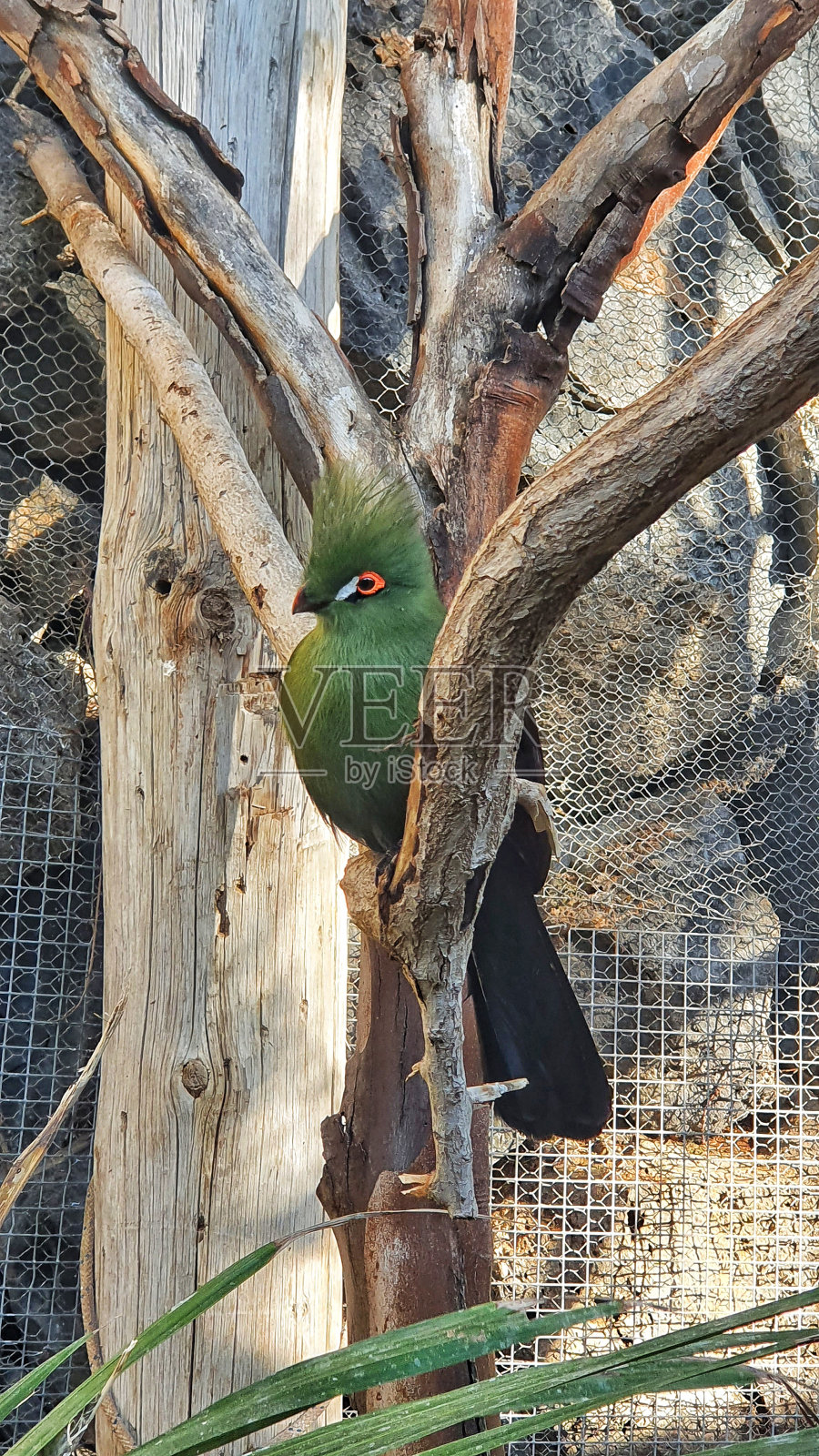 鸟照片摄影图片