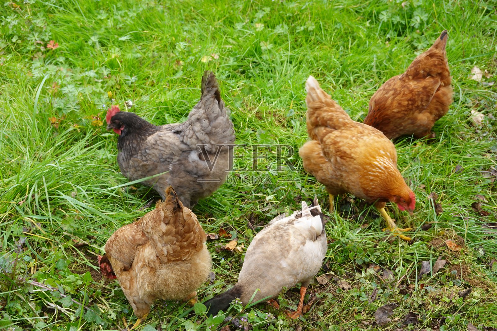 自由放养的鸡在花园与手工木制鸡笼照片摄影图片