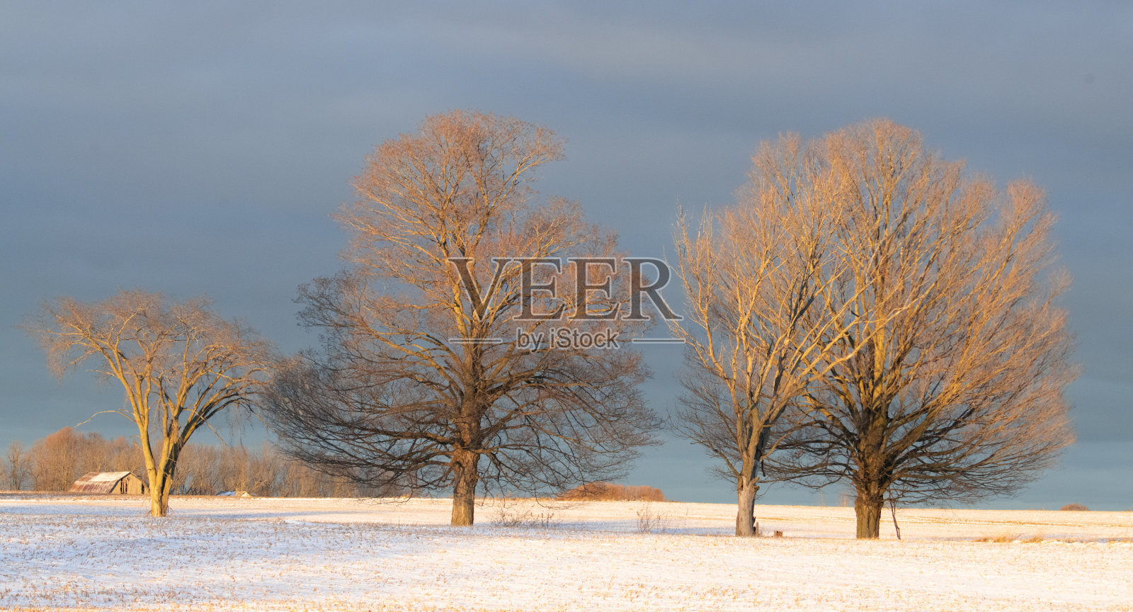 深秋初冬，光秃秃的树木映衬着钢铁般湛蓝的天空和被夕阳照耀的雪花。照片摄影图片