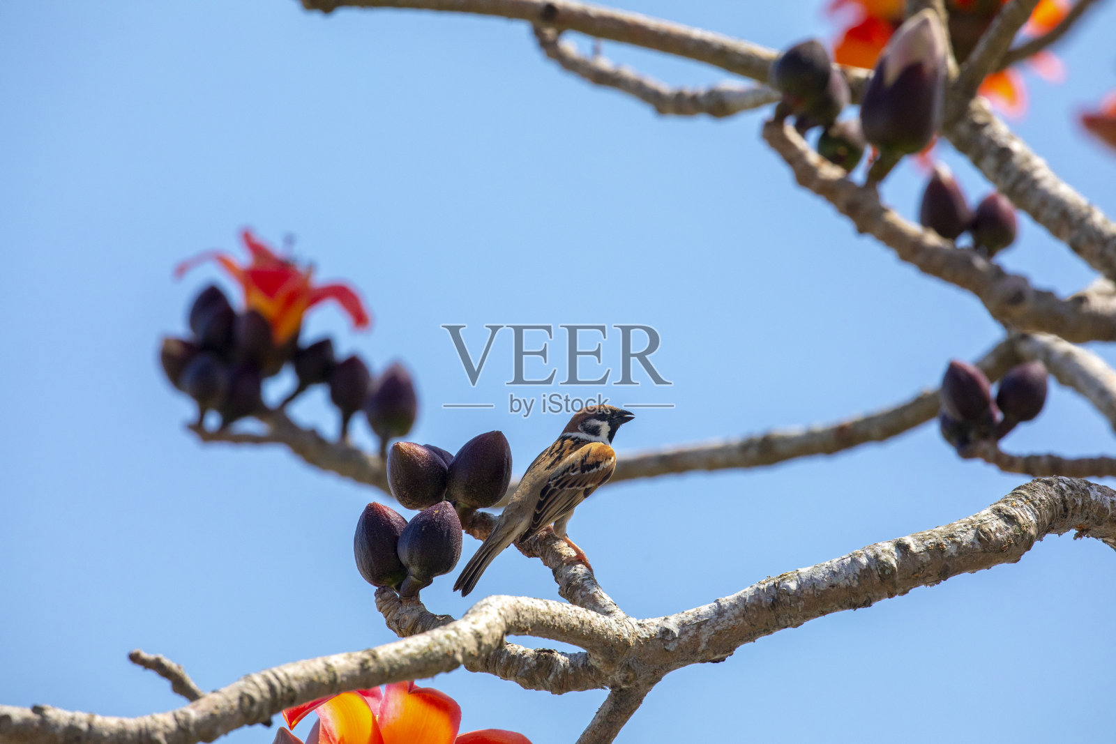 春季木棉花开中国台湾飞鸟照片摄影图片