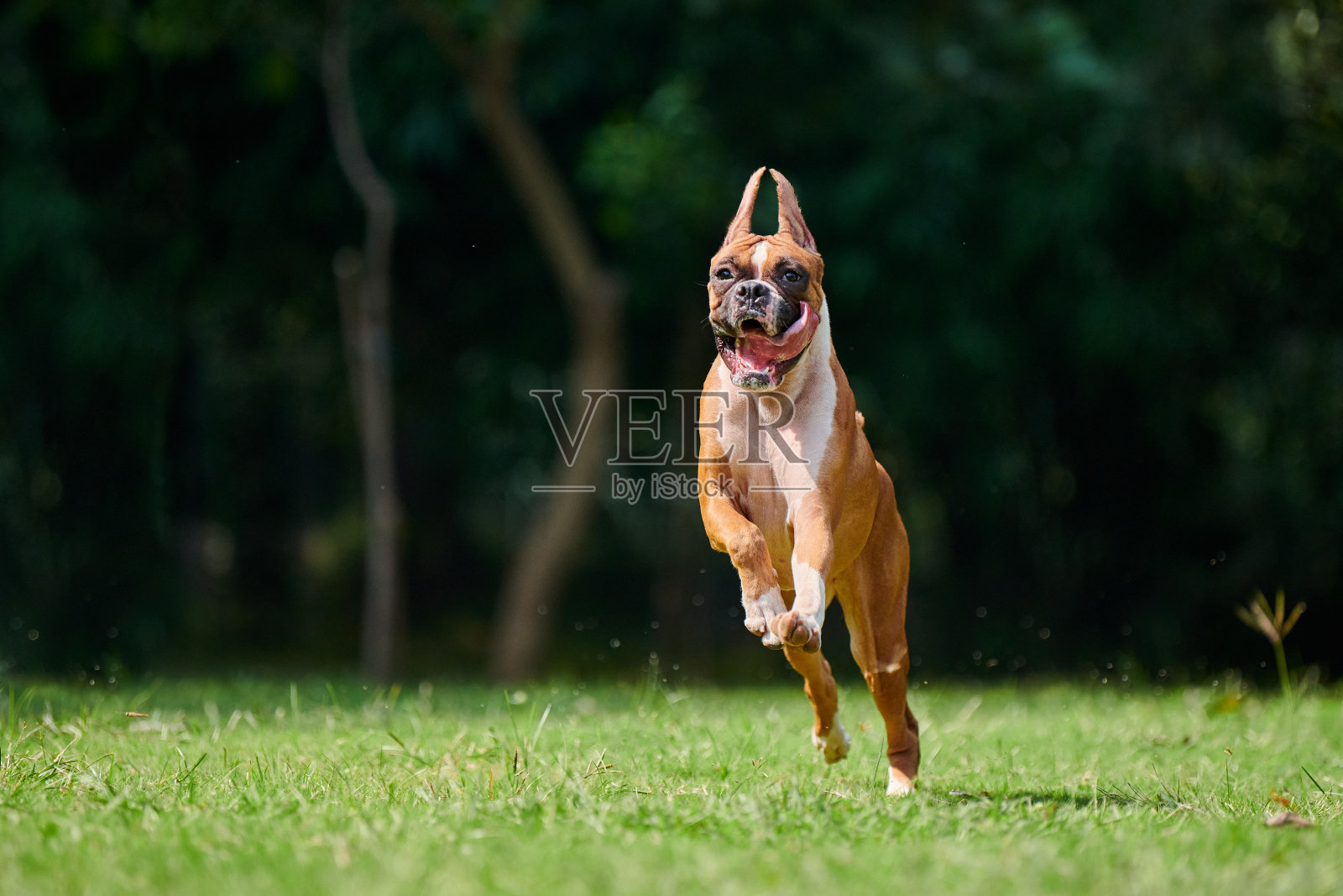 爱犬在夏日公园的绿草地上奔跑跳跃，与成年宠物一起散步照片摄影图片