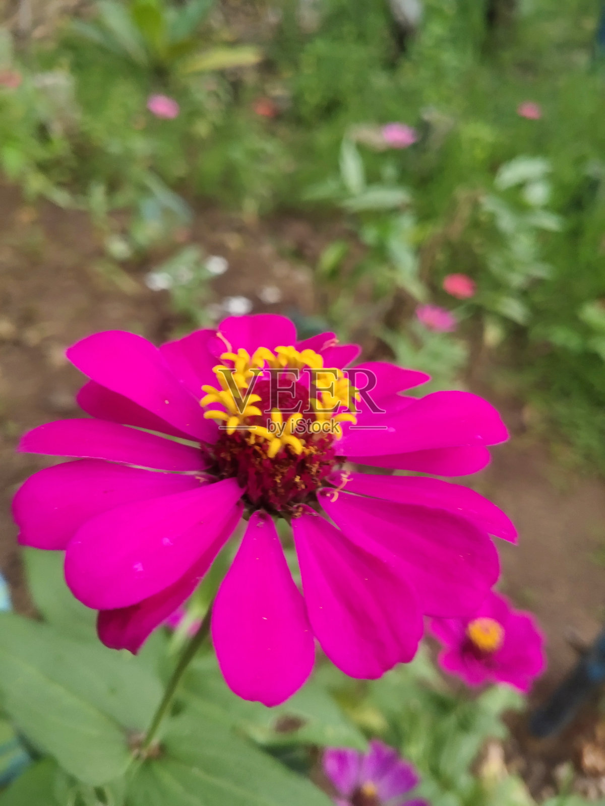 非洲菊在山上照片摄影图片