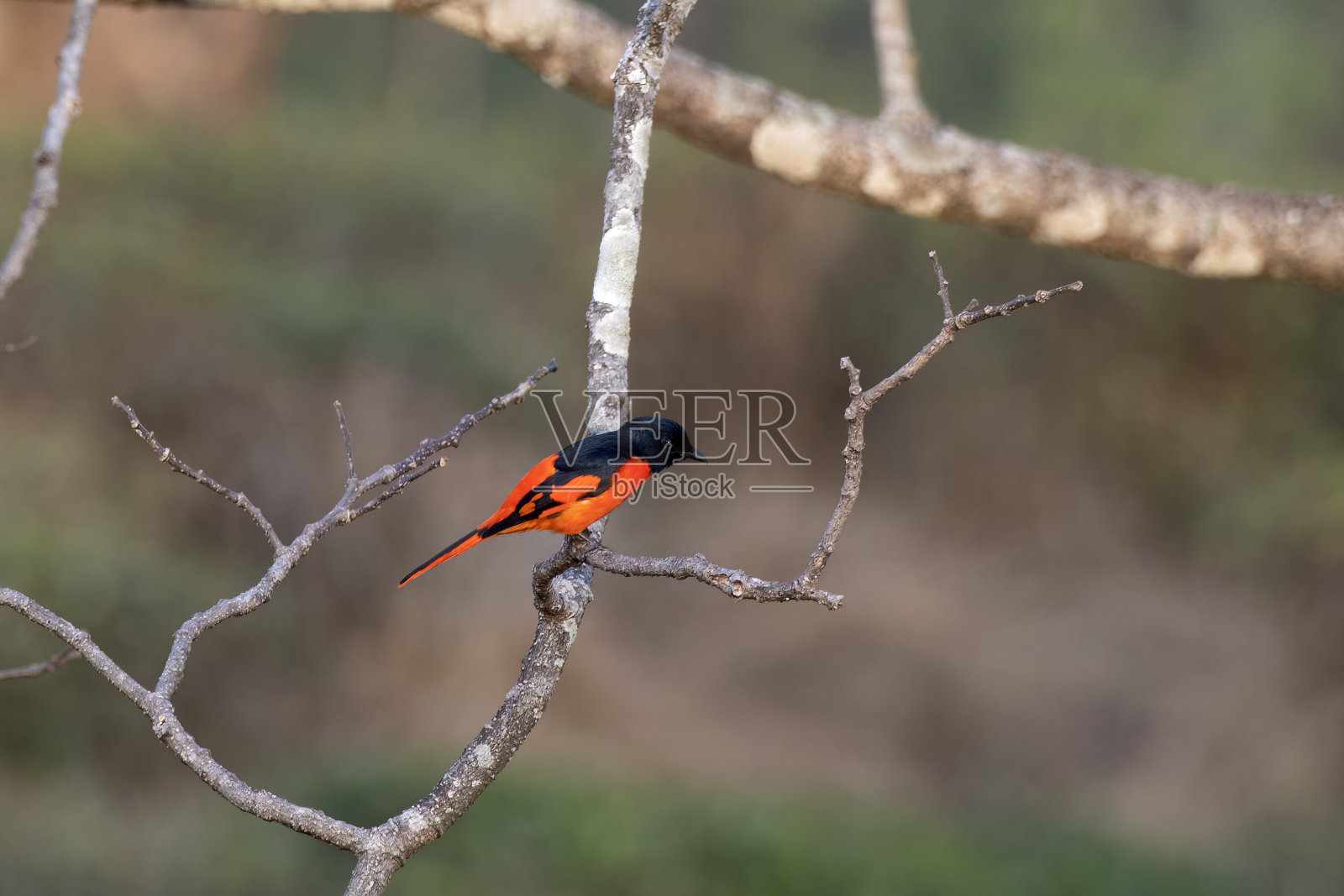 在西孟加拉邦的荣通观察到猩红的迷你或斑腹照片摄影图片