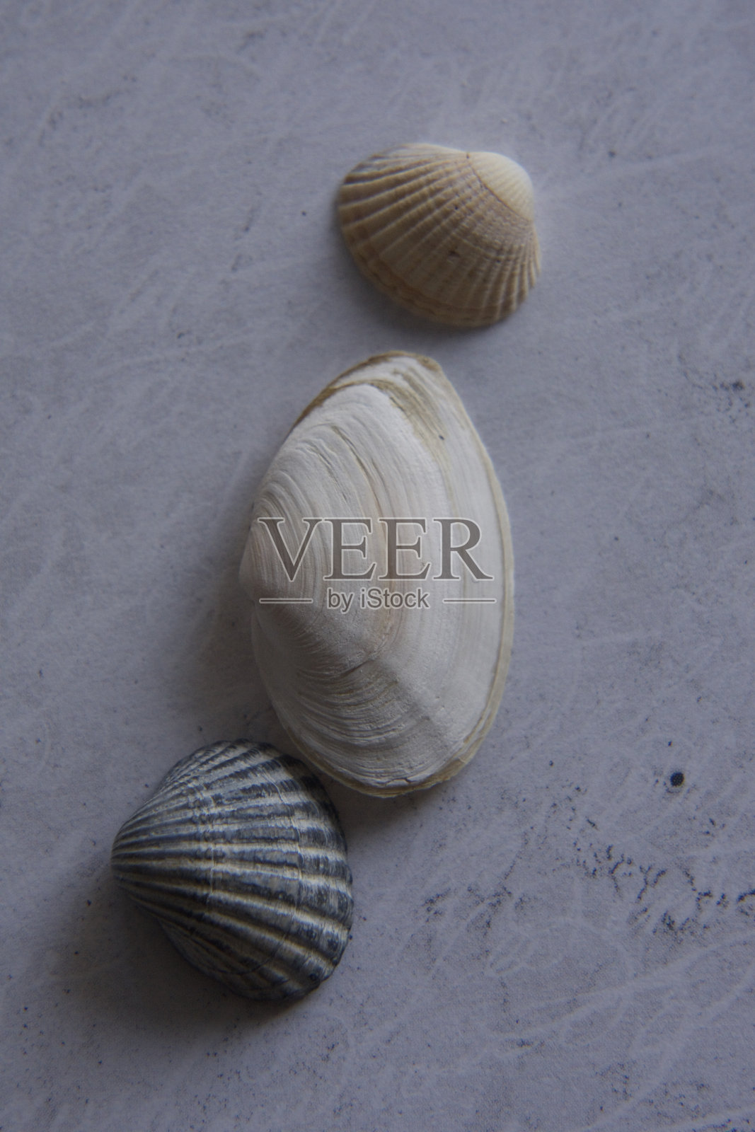 贝壳照片摄影图片