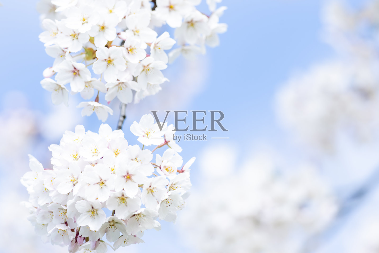 樱花在春天开花。横向樱花主题海报，贺卡，标题，网站和应用程序照片摄影图片