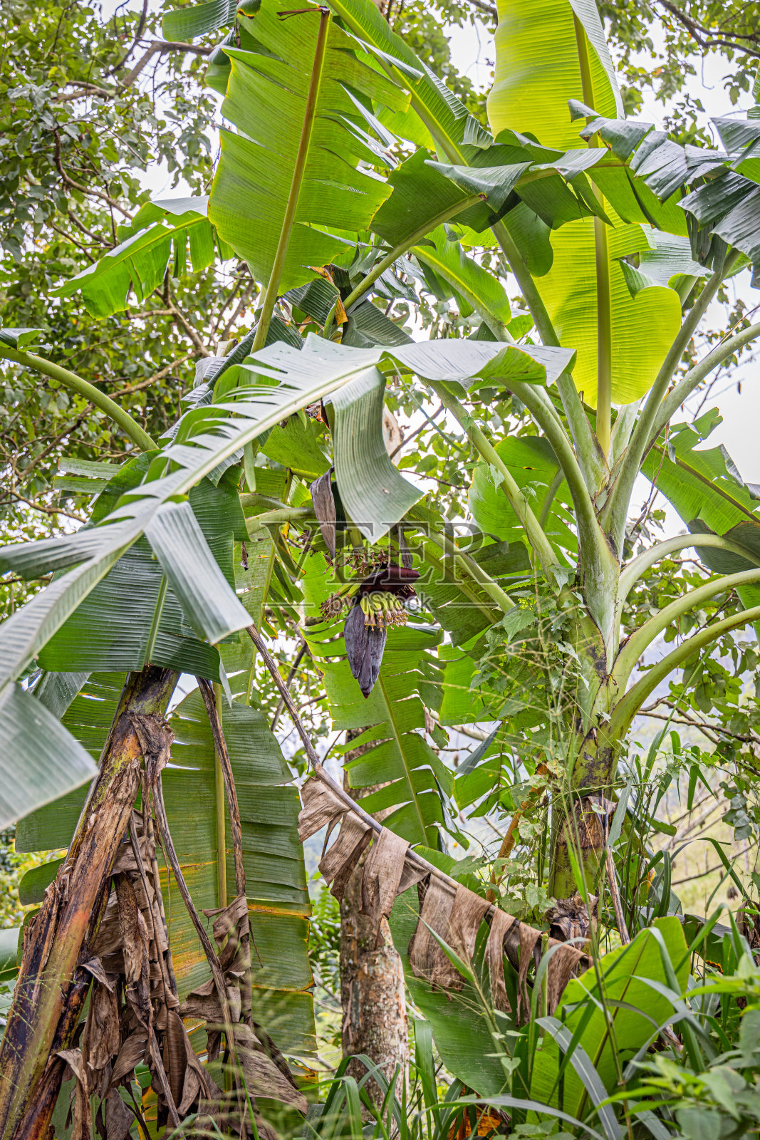 香蕉树上有一朵大花照片摄影图片