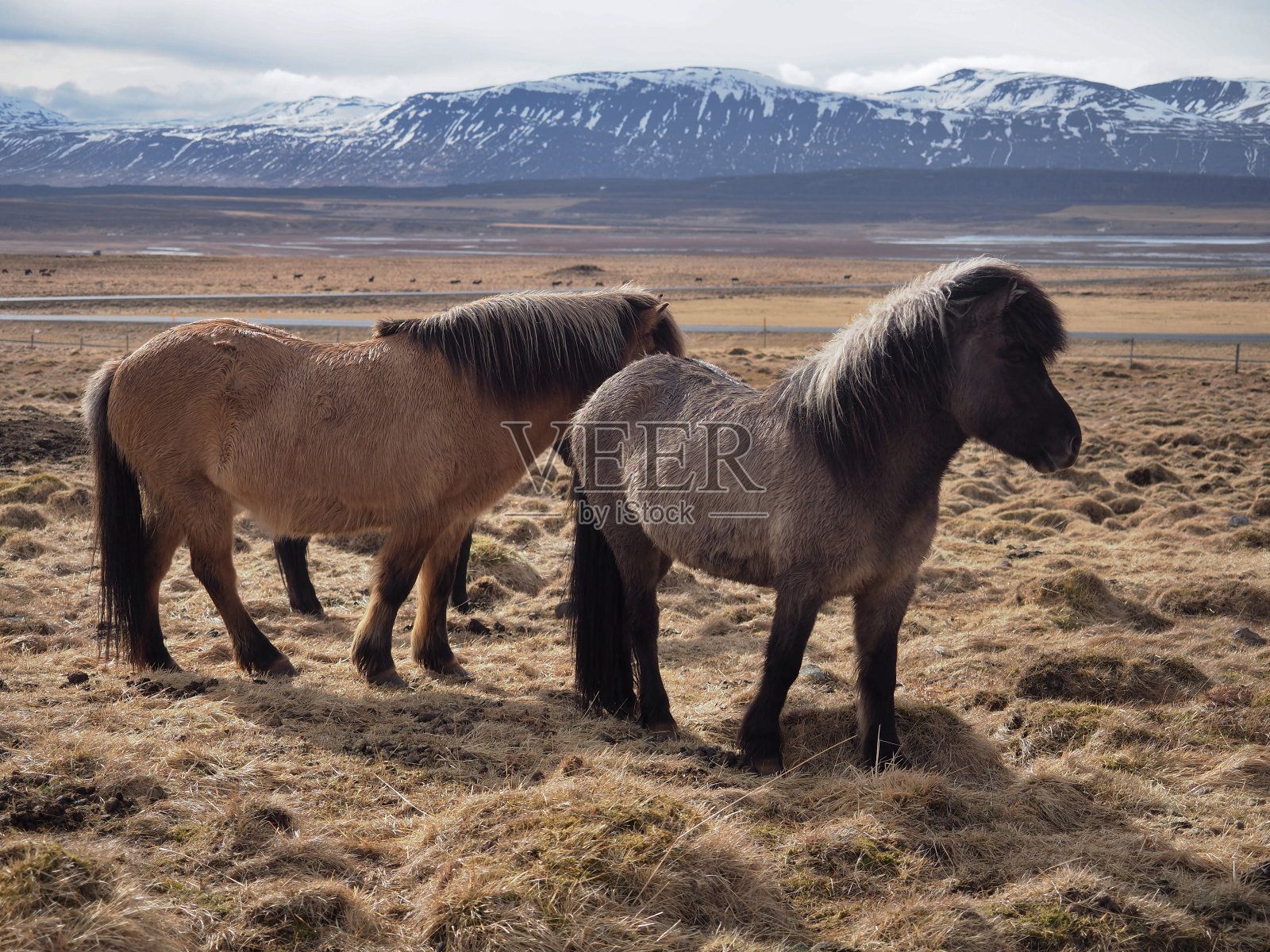 冰岛的马在他们的领域照片摄影图片