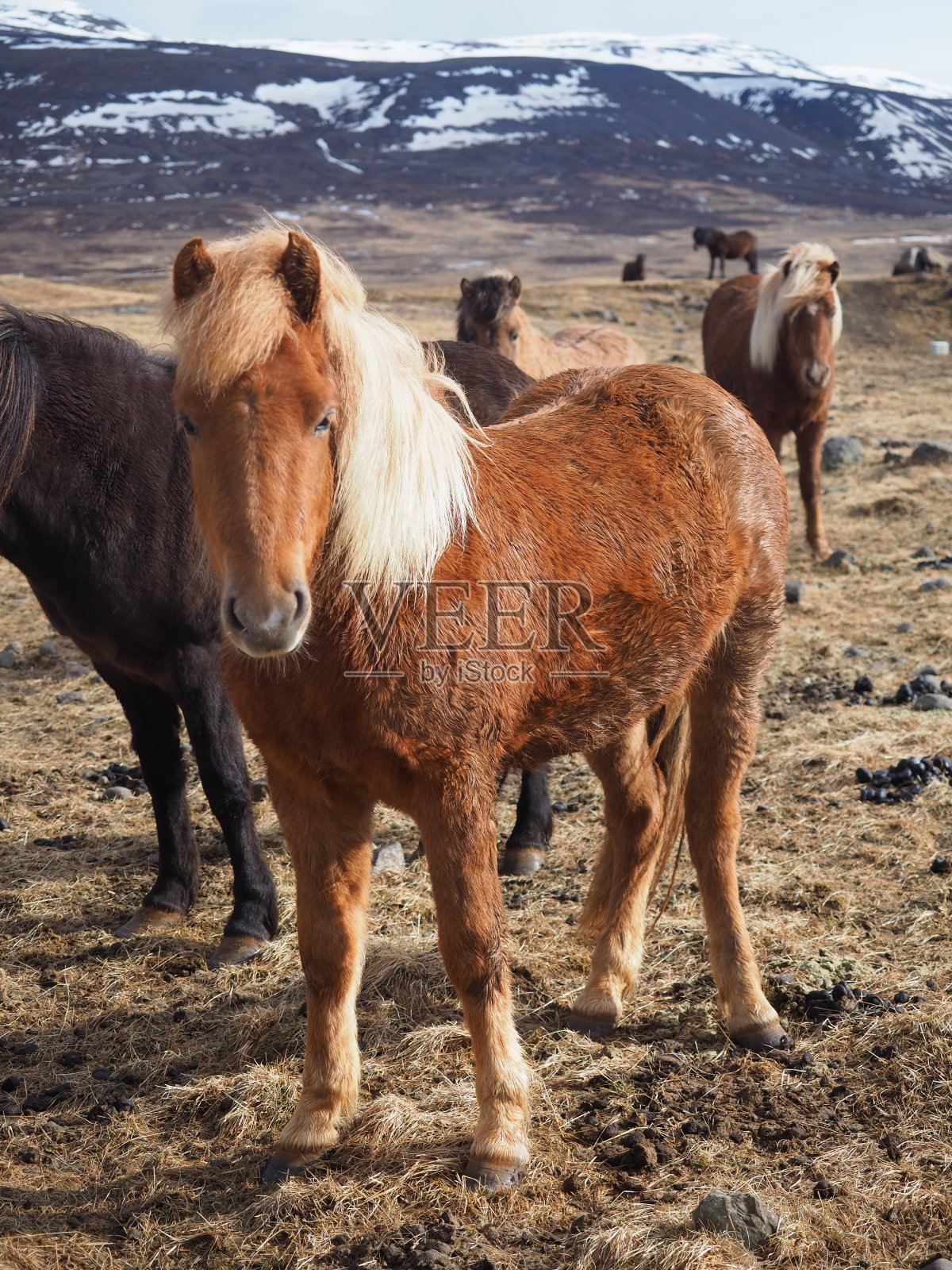 冰岛的马在他们的领域照片摄影图片