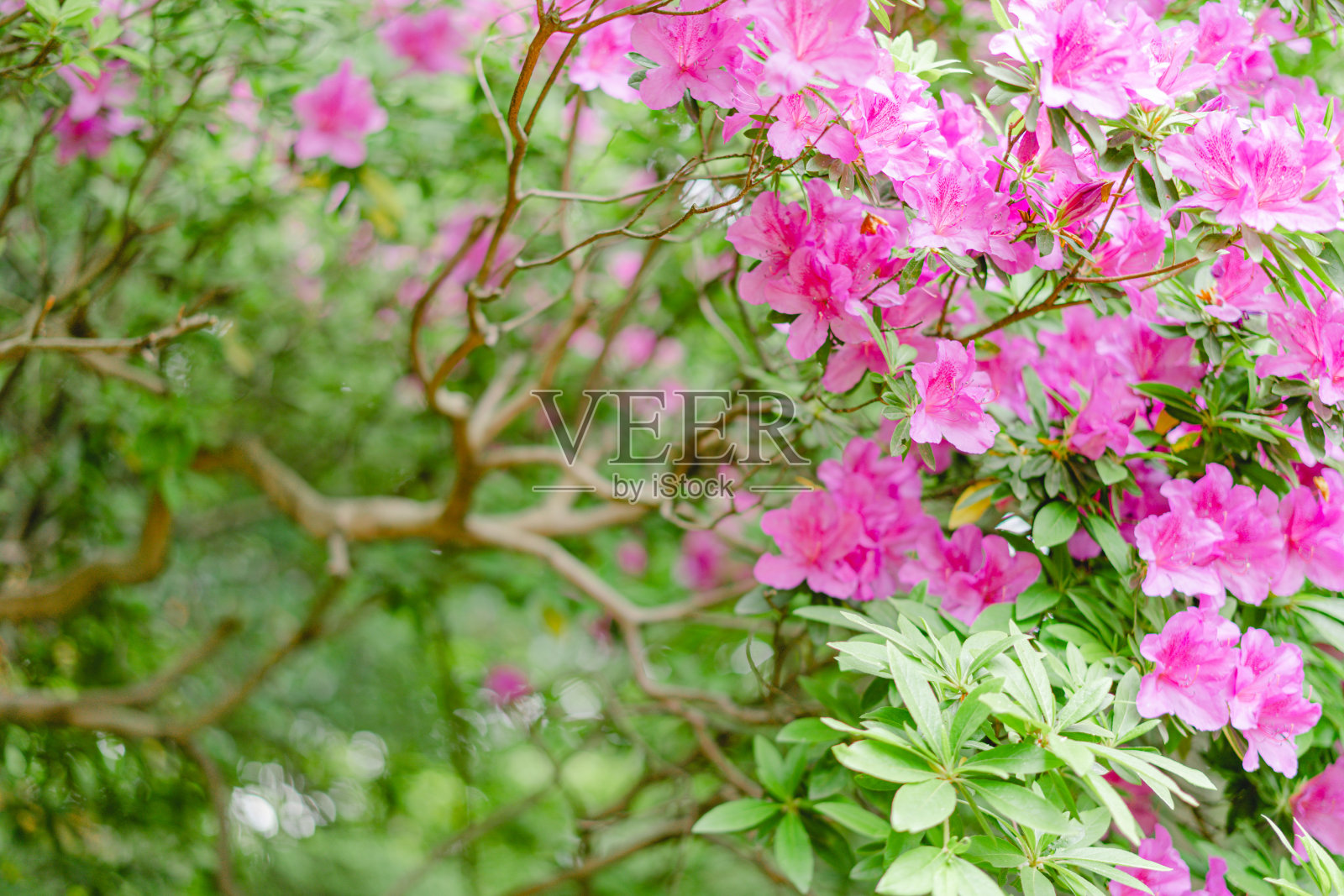 盛开的杜鹃花和马路上的公园照片摄影图片