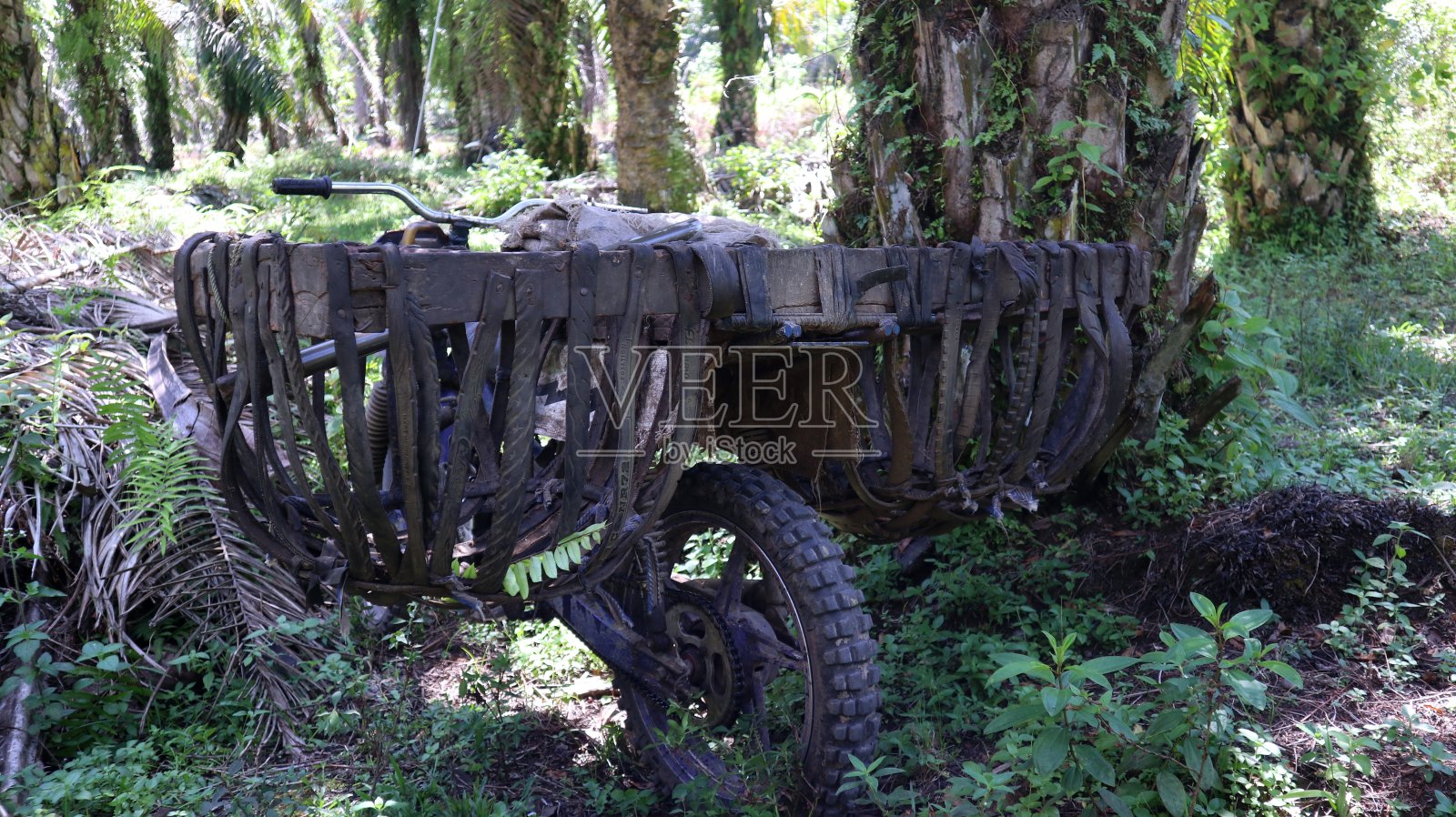 在收获期间，使用篮子的摩托车被用来运输棕榈果实照片摄影图片