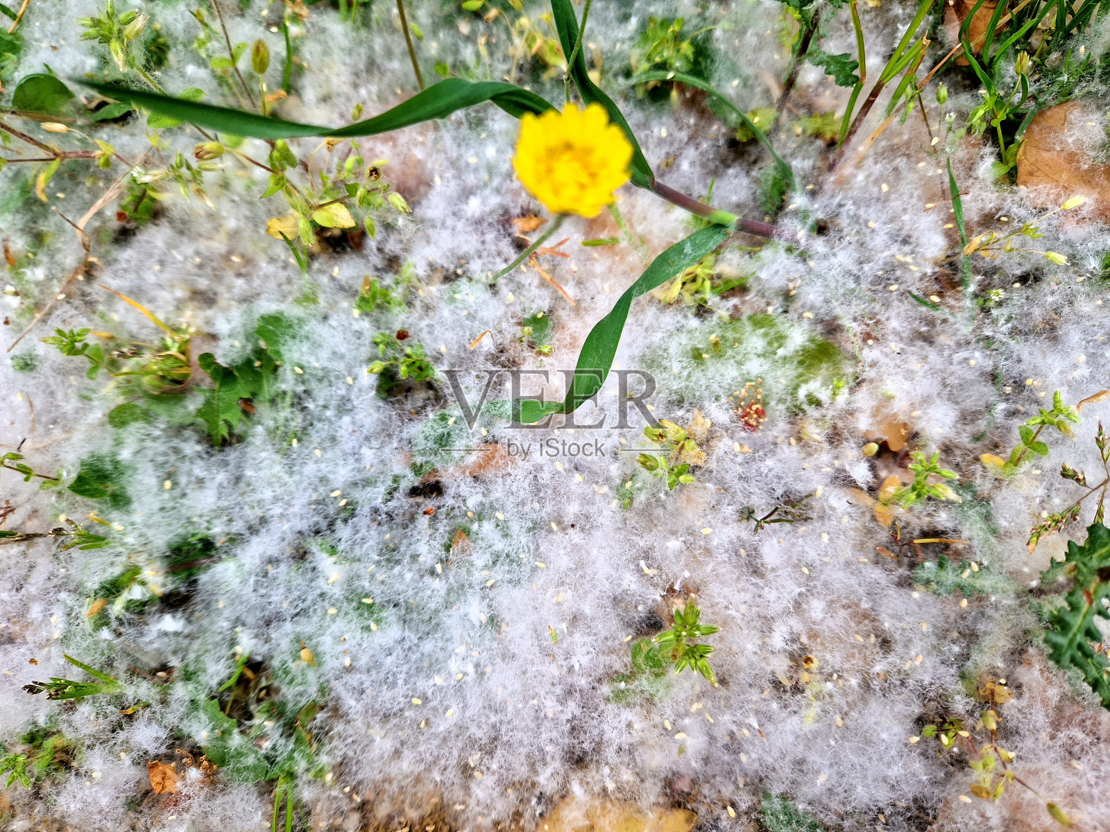 蒲公英绒毛和开花在春天照片摄影图片