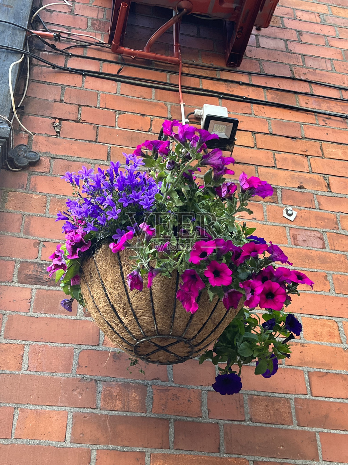 墙上花盆上的花照片摄影图片