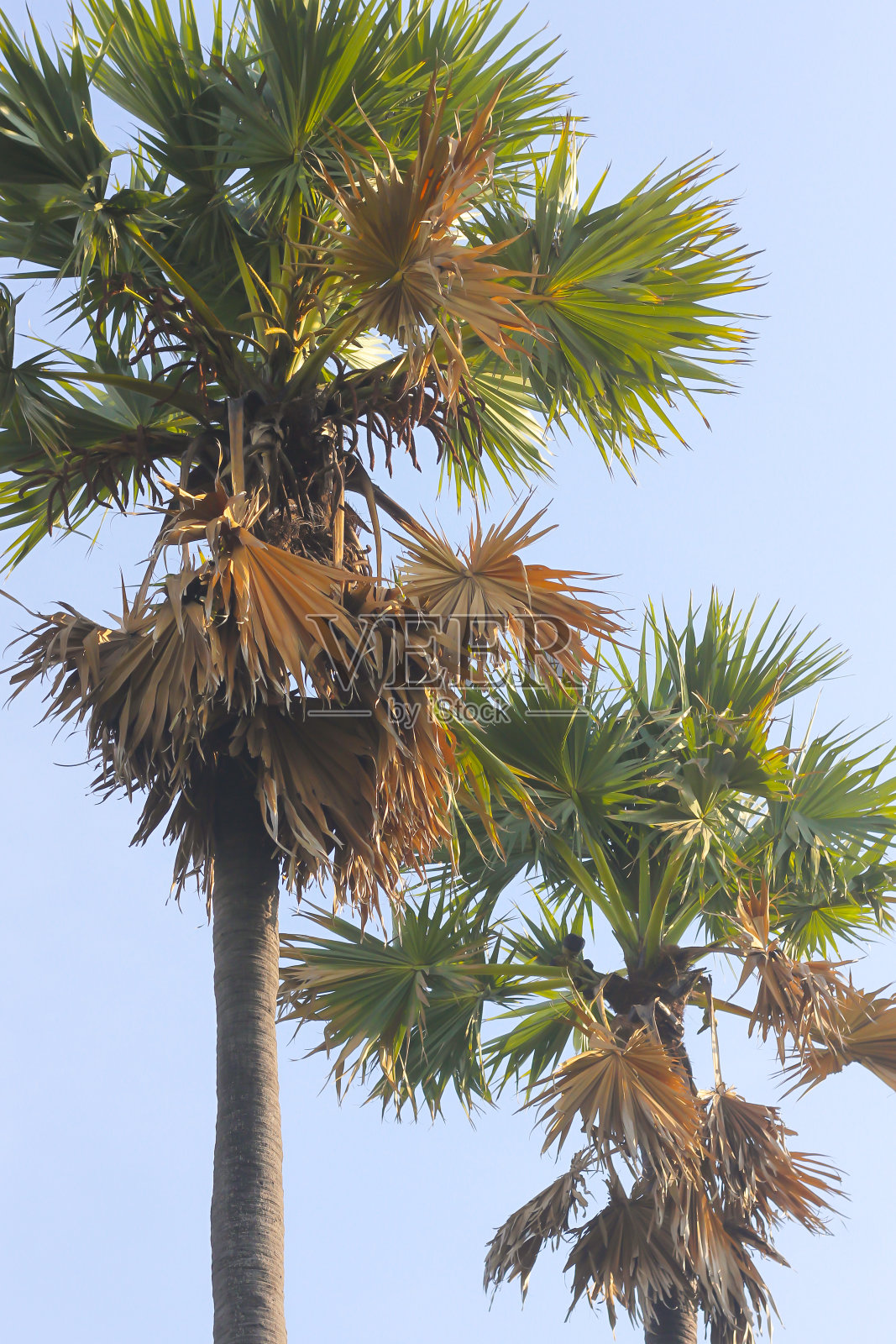 稻田图片有许多糖棕榈树。美丽的天空照片摄影图片