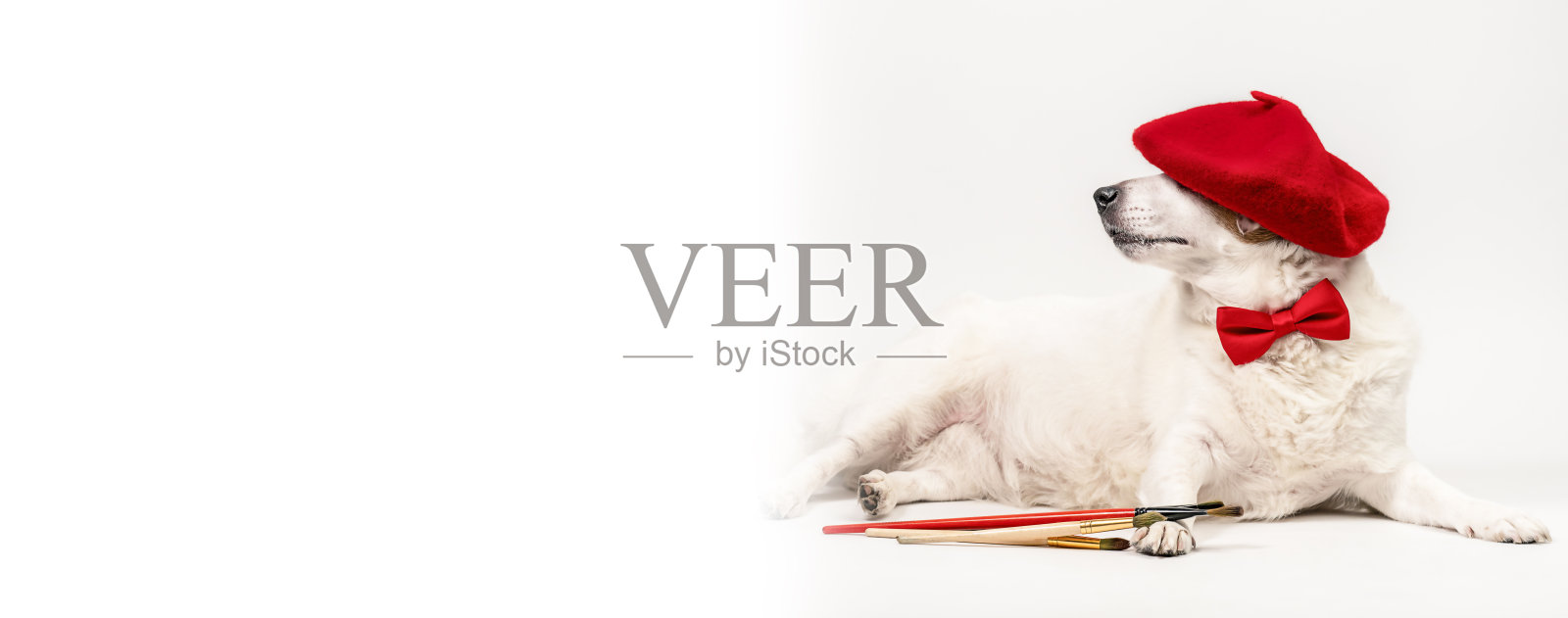 一只带流苏的红色贝雷帽的狗躺在白色的背景上。创意的概念，艺术。有文字空间的横幅。照片摄影图片