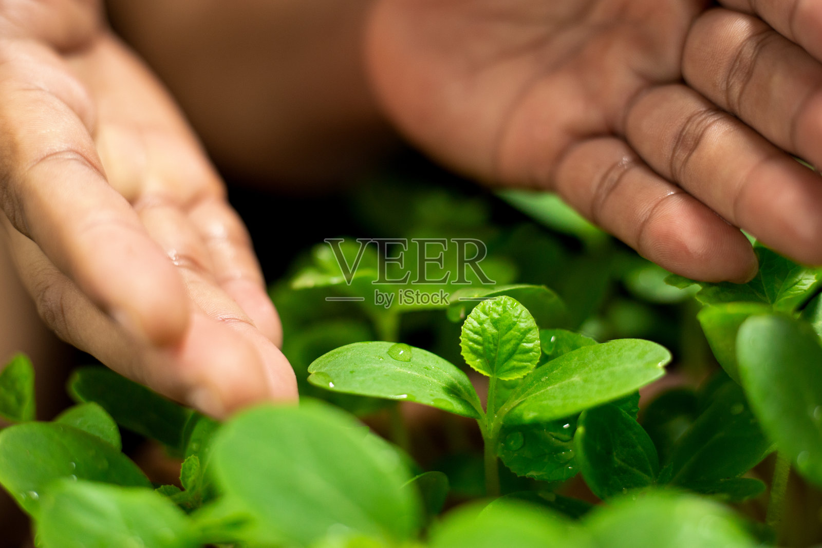 一只手保护着小树。环保理念或环保创意。资源可再生，可持续发展。生长中的生命植物。照片摄影图片