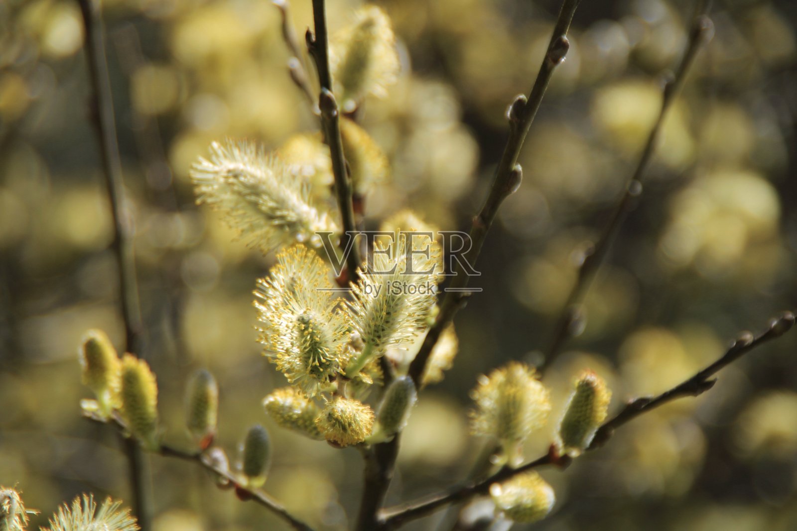 达尔夸兰城堡废墟，苏格兰照片摄影图片