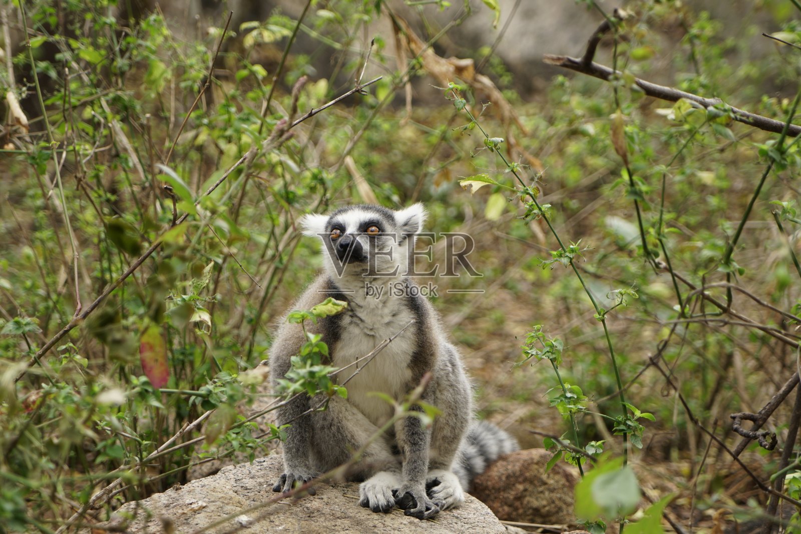 成年环尾狐猴——马达加斯加伊萨洛国家公园照片摄影图片