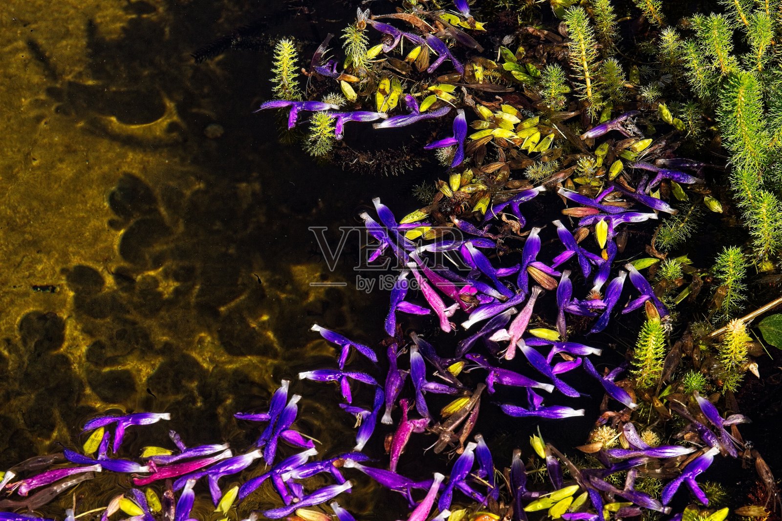 鲜艳的紫色花朵漂浮在加利福尼亚州圣马力诺亨廷顿图书馆和花园的池塘里照片摄影图片