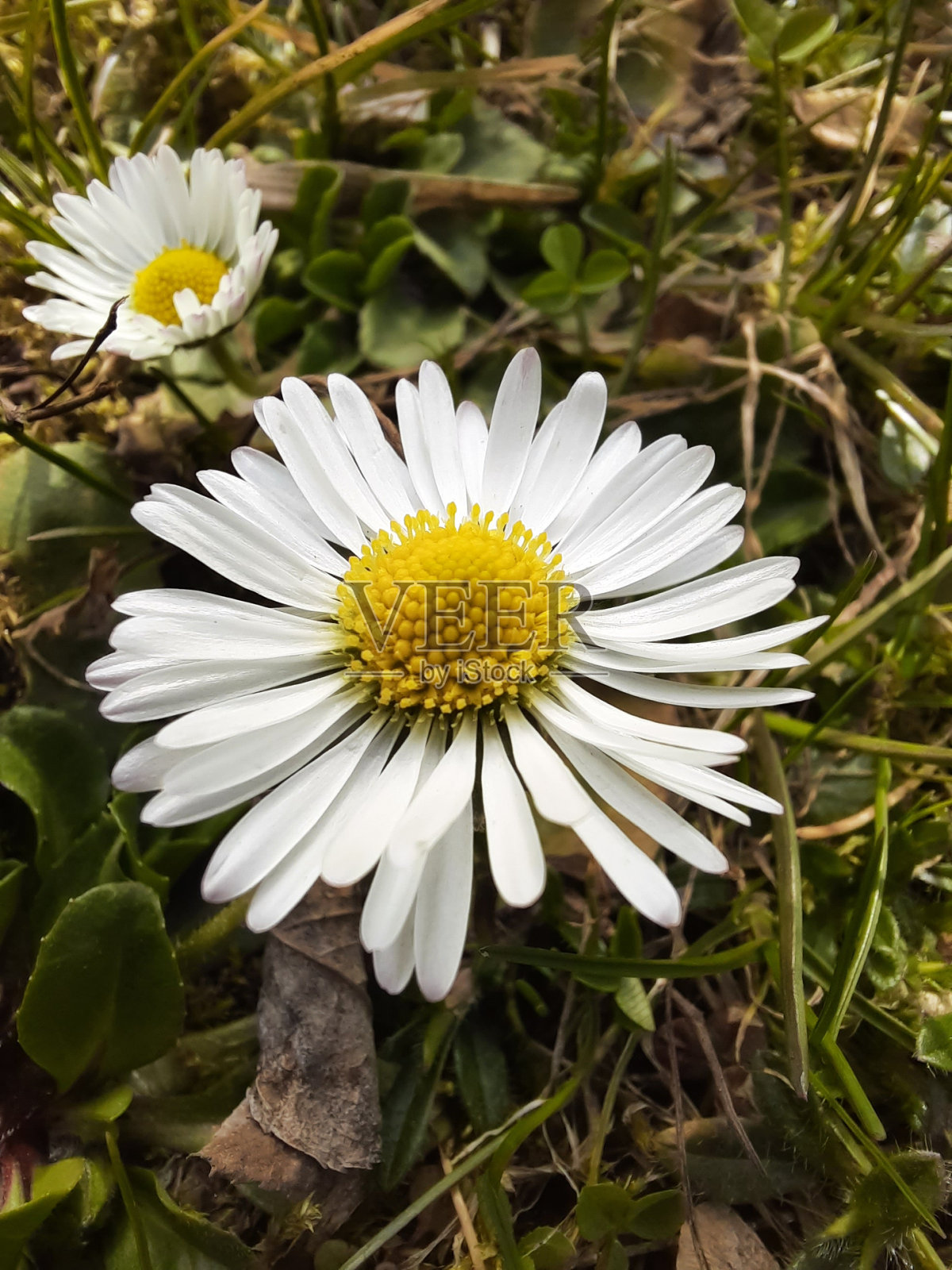 洋甘菊照片摄影图片