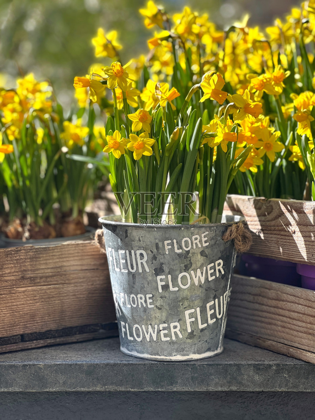 黄水仙花在一个桶里。照片摄影图片