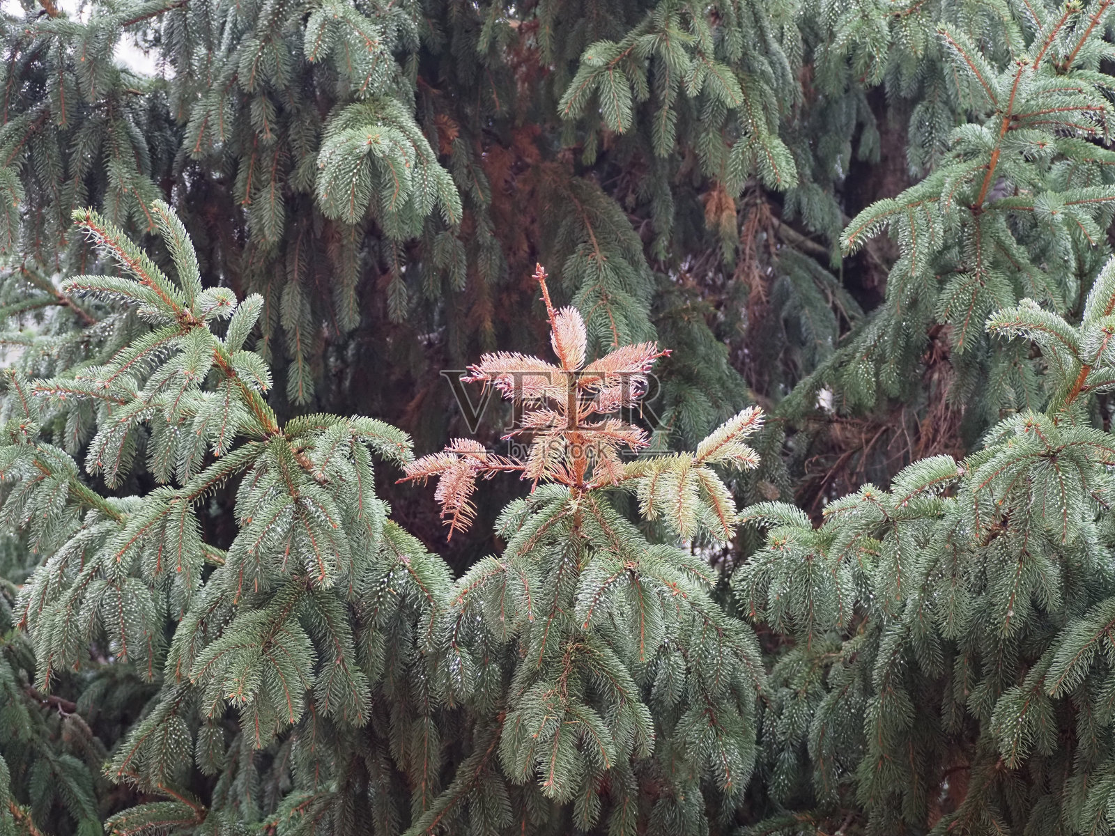 杉树枯枝照片摄影图片