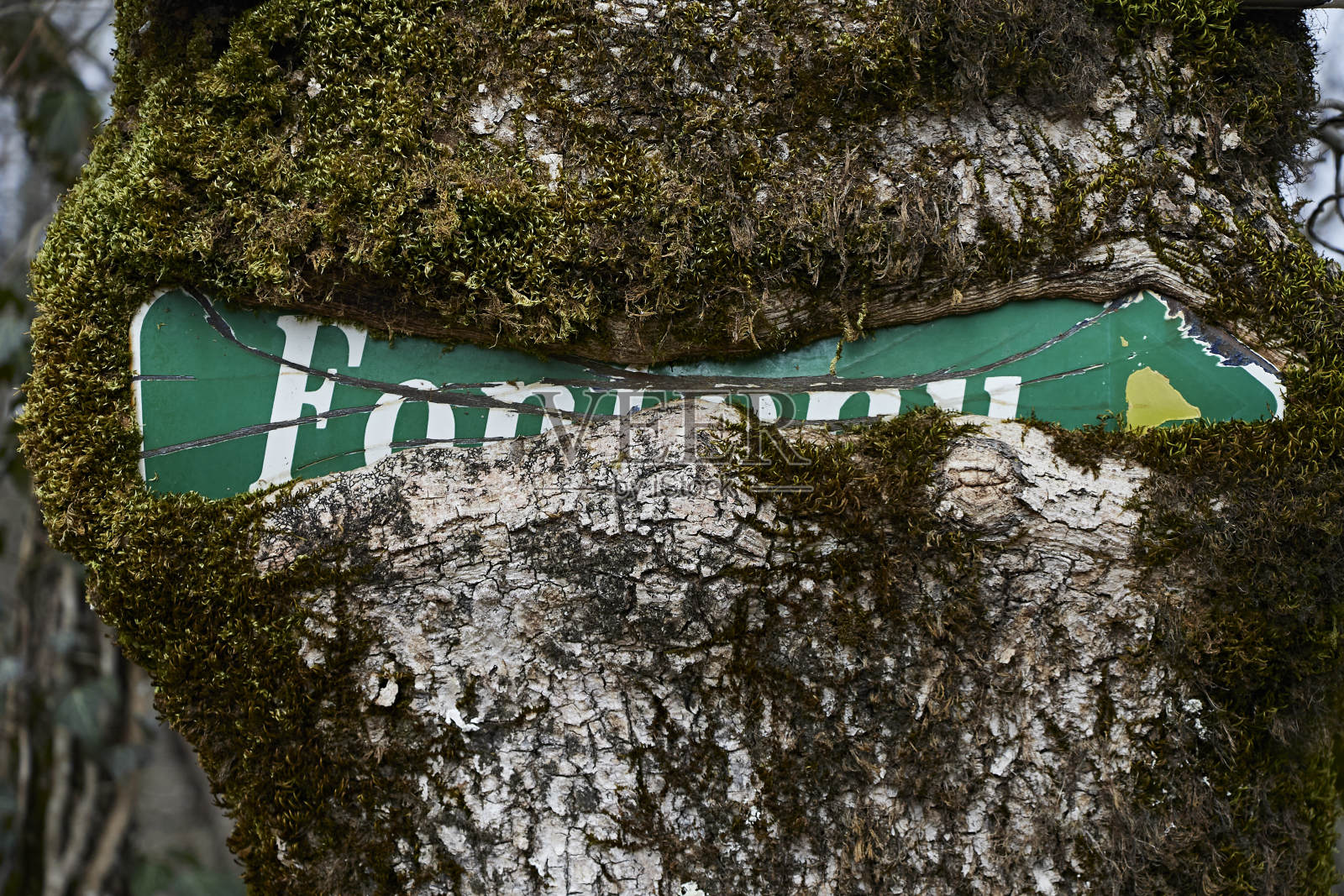 树干特写。照片摄影图片