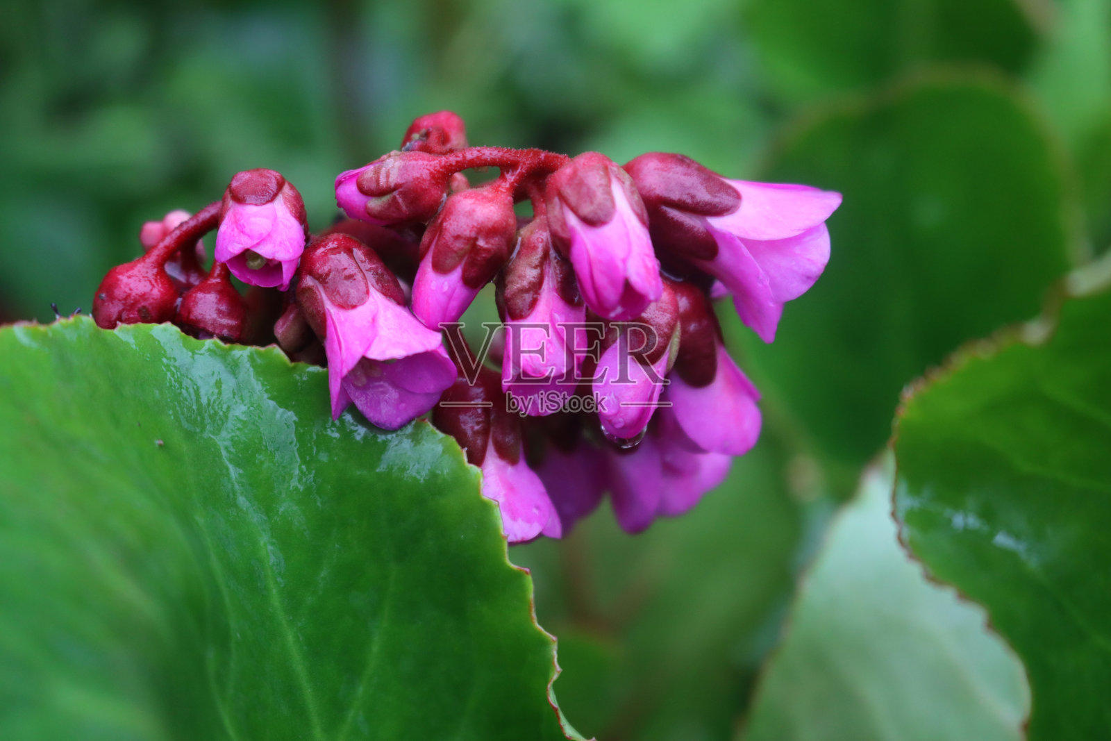 带粉红色花朵的大黄草特写照片摄影图片