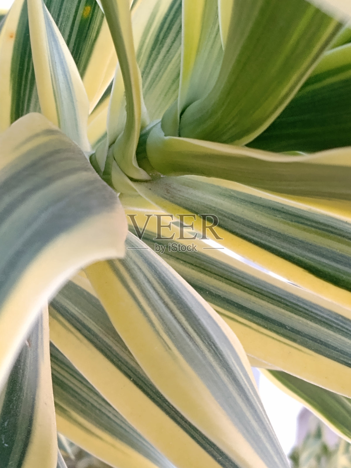 绿色和黄色照片摄影图片