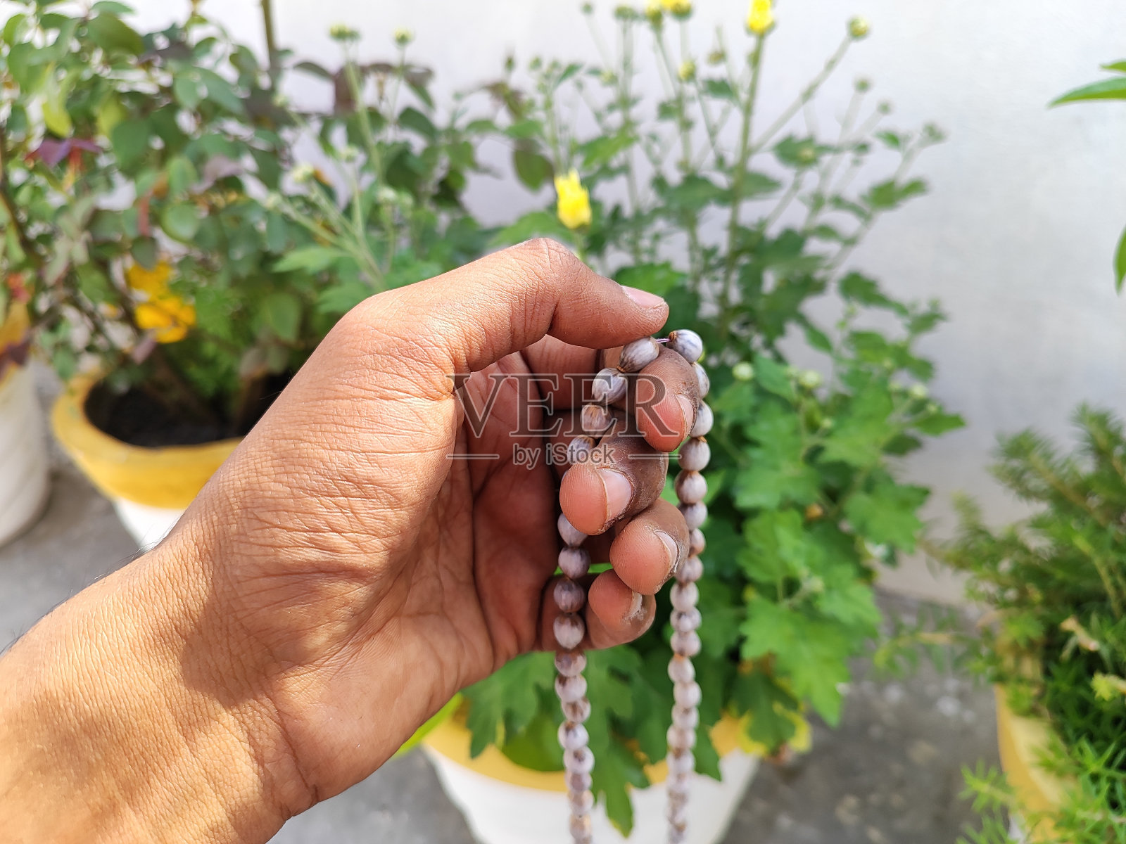 Vaijayanti珠花环在手。约伯的眼泪是一种神圣的药用草。吠陀提到这是胜利的胜利或胜利的花环，脖子上挂着珠子，崇拜照片摄影图片