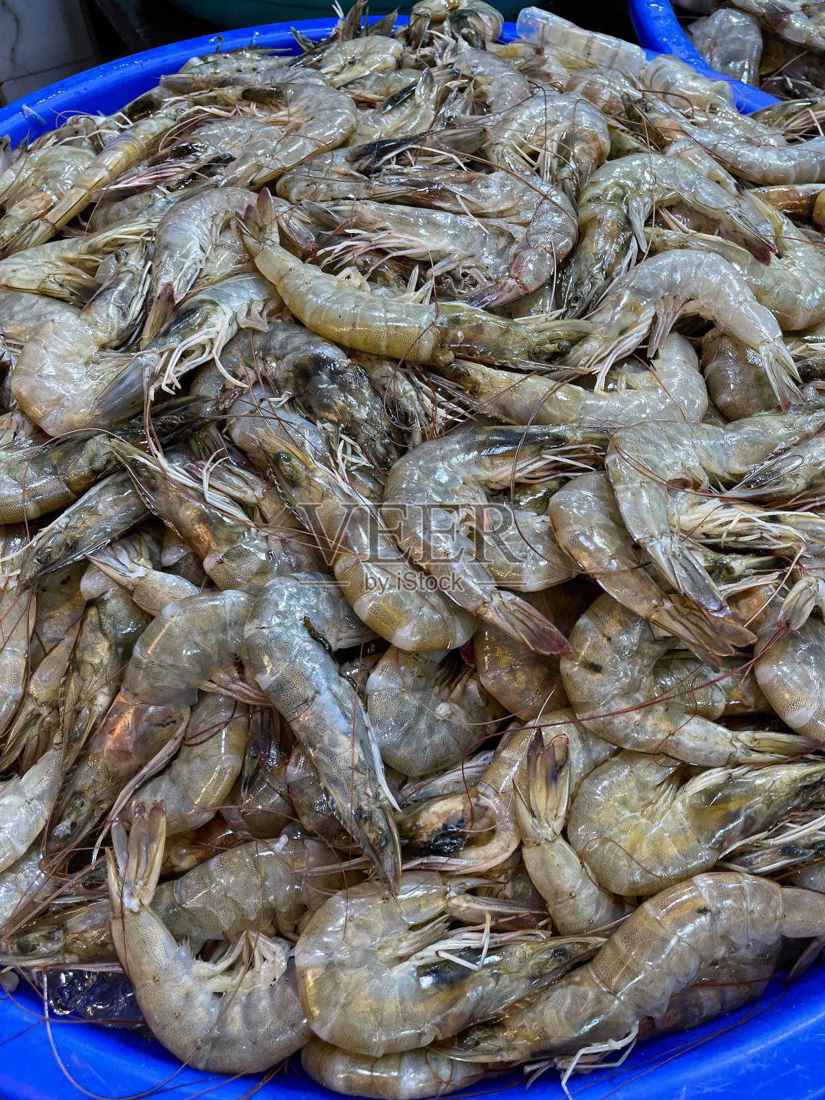 全画幅图片，刚捕获的一堆王对虾在大的蓝色塑料桶的碎冰，高架视图照片摄影图片