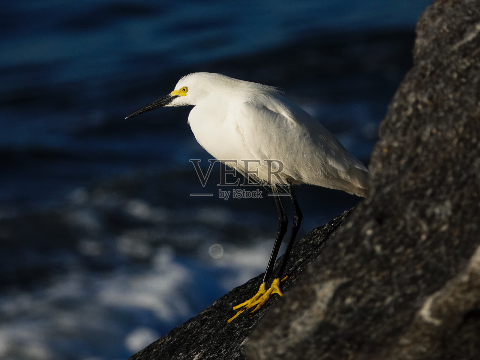 雪白鹭靠近岩石海边。照片摄影图片