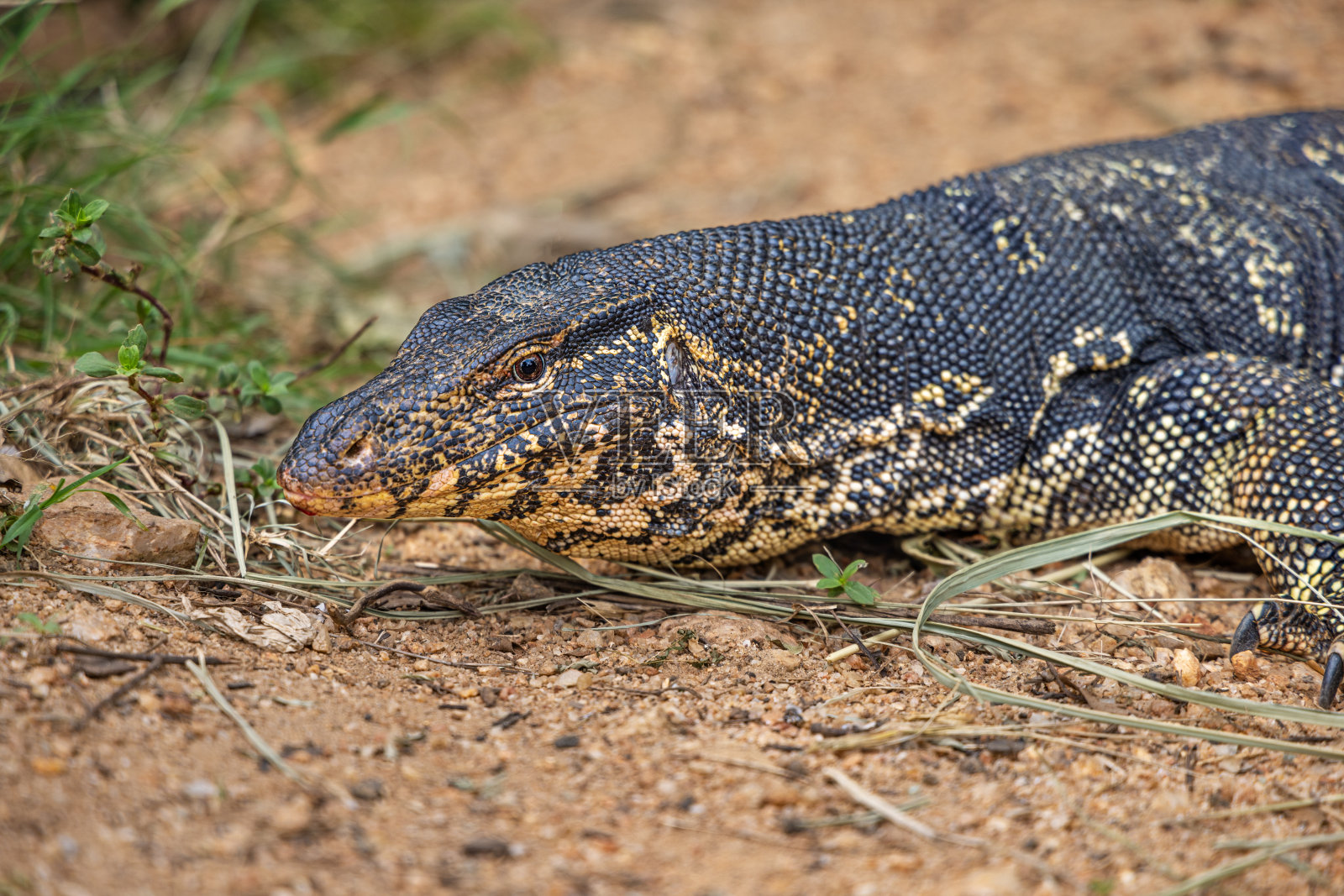 瓦拉纳斯救星或普通水监测器的肖像照片摄影图片