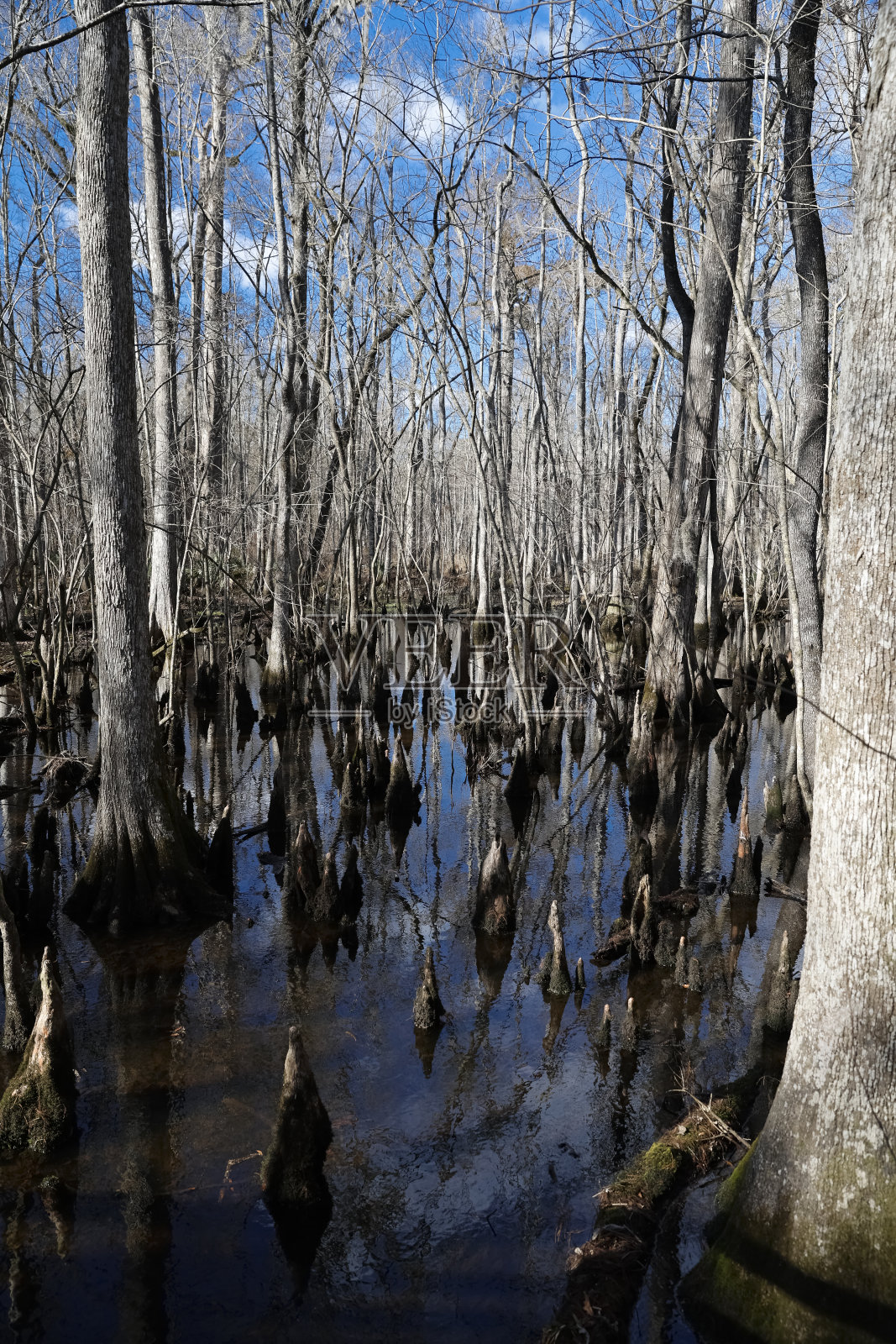 沼泽森林照片摄影图片