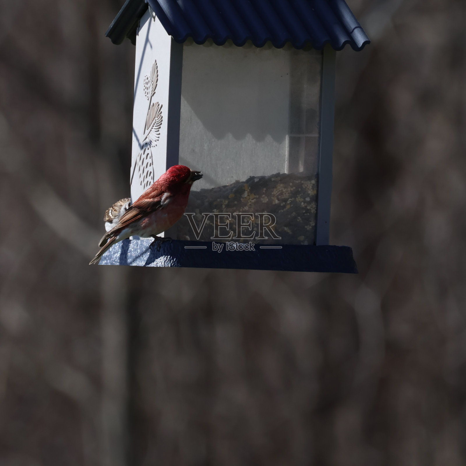 紫雀照片摄影图片