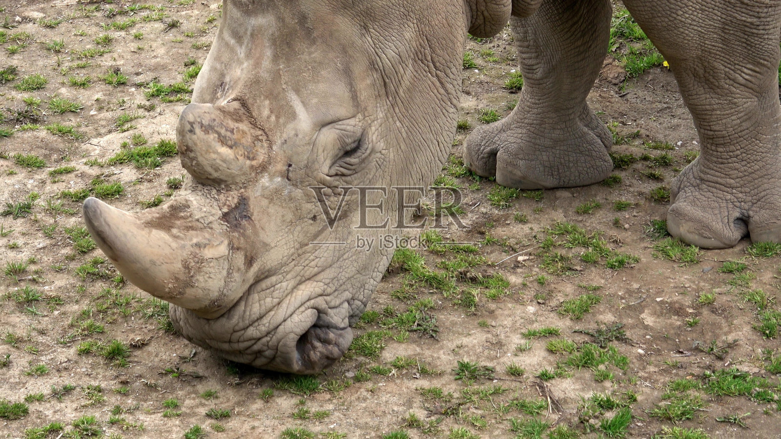 南方白犀牛(Ceratotherium simum simum)。极度濒危动物物种。照片摄影图片