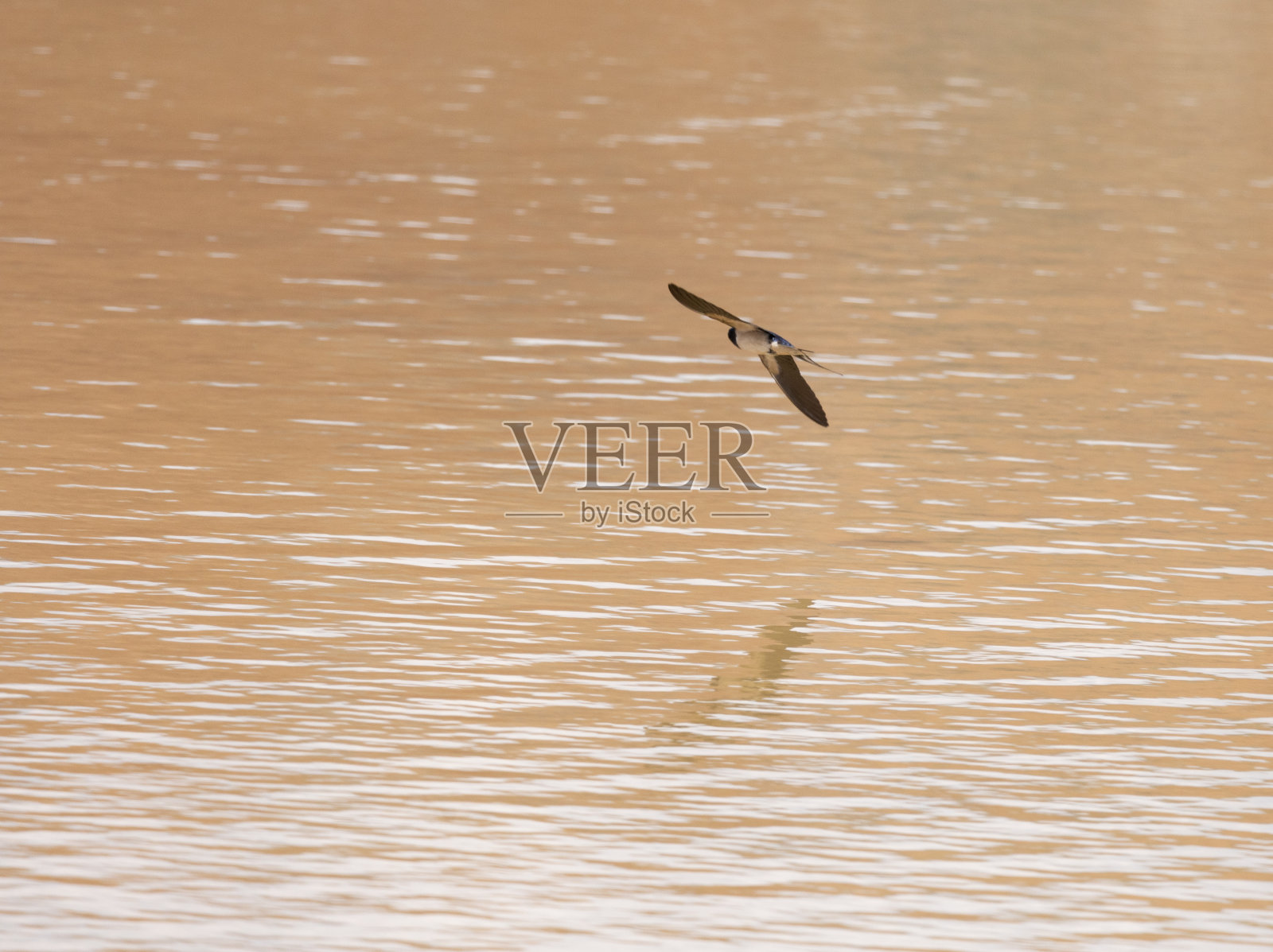 燕子，鸟，动物，自然，苍蝇，王尔德照片摄影图片