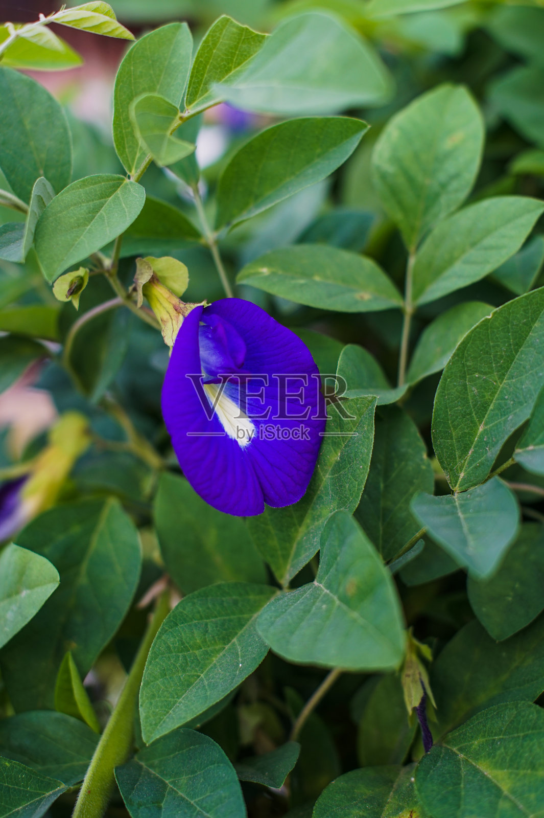 特尔纳特亚花照片摄影图片