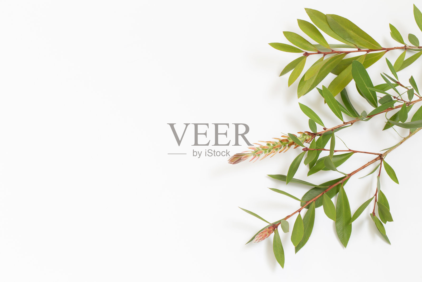 白色背景上的绿叶树枝照片摄影图片