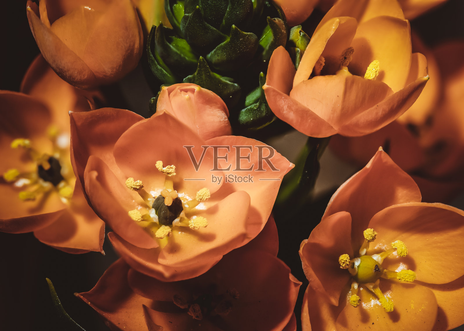 非洲的微风照片摄影图片