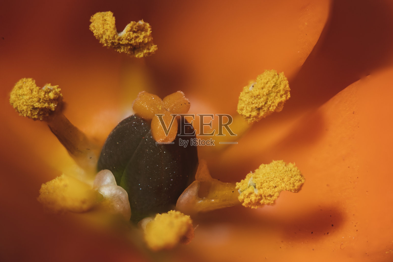 非洲的微风照片摄影图片