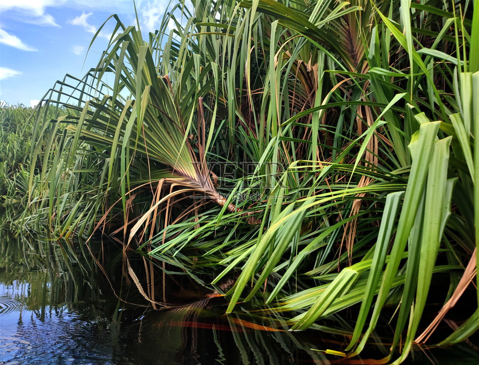 生态系统照片摄影图片