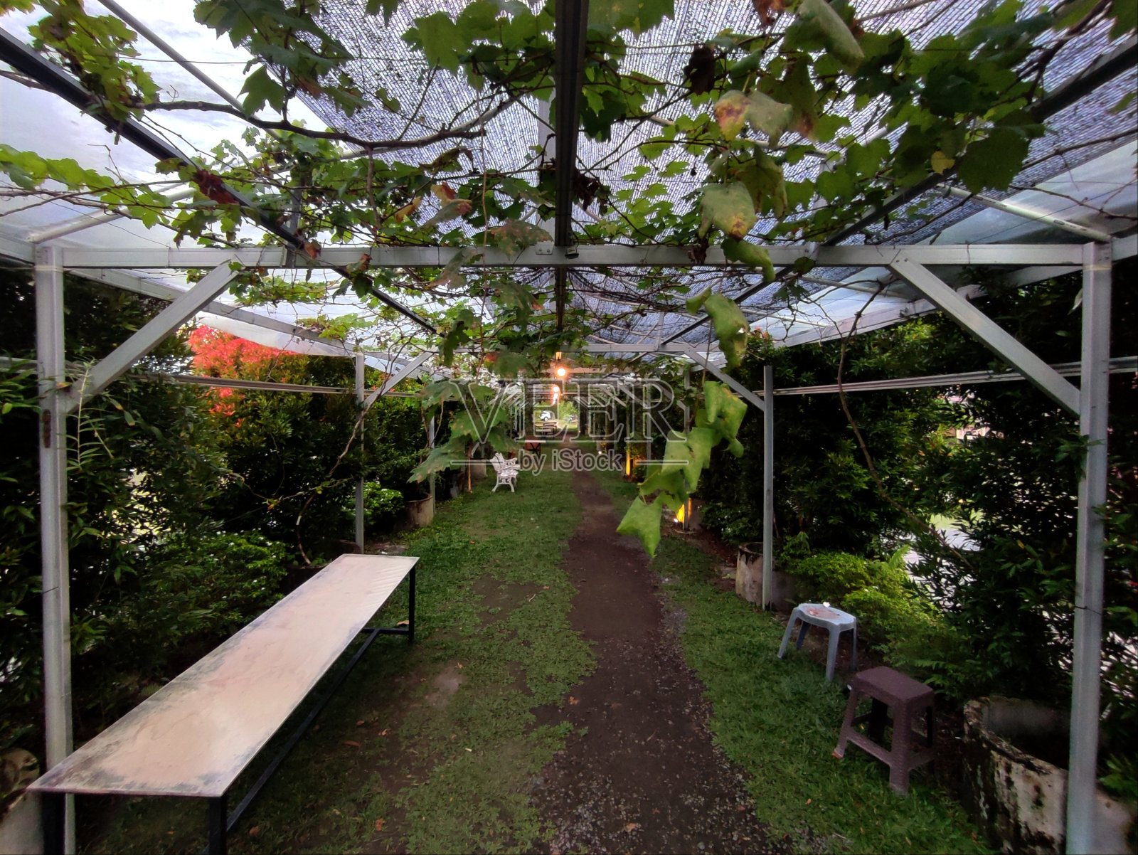 植物、水果和灯具照片摄影图片