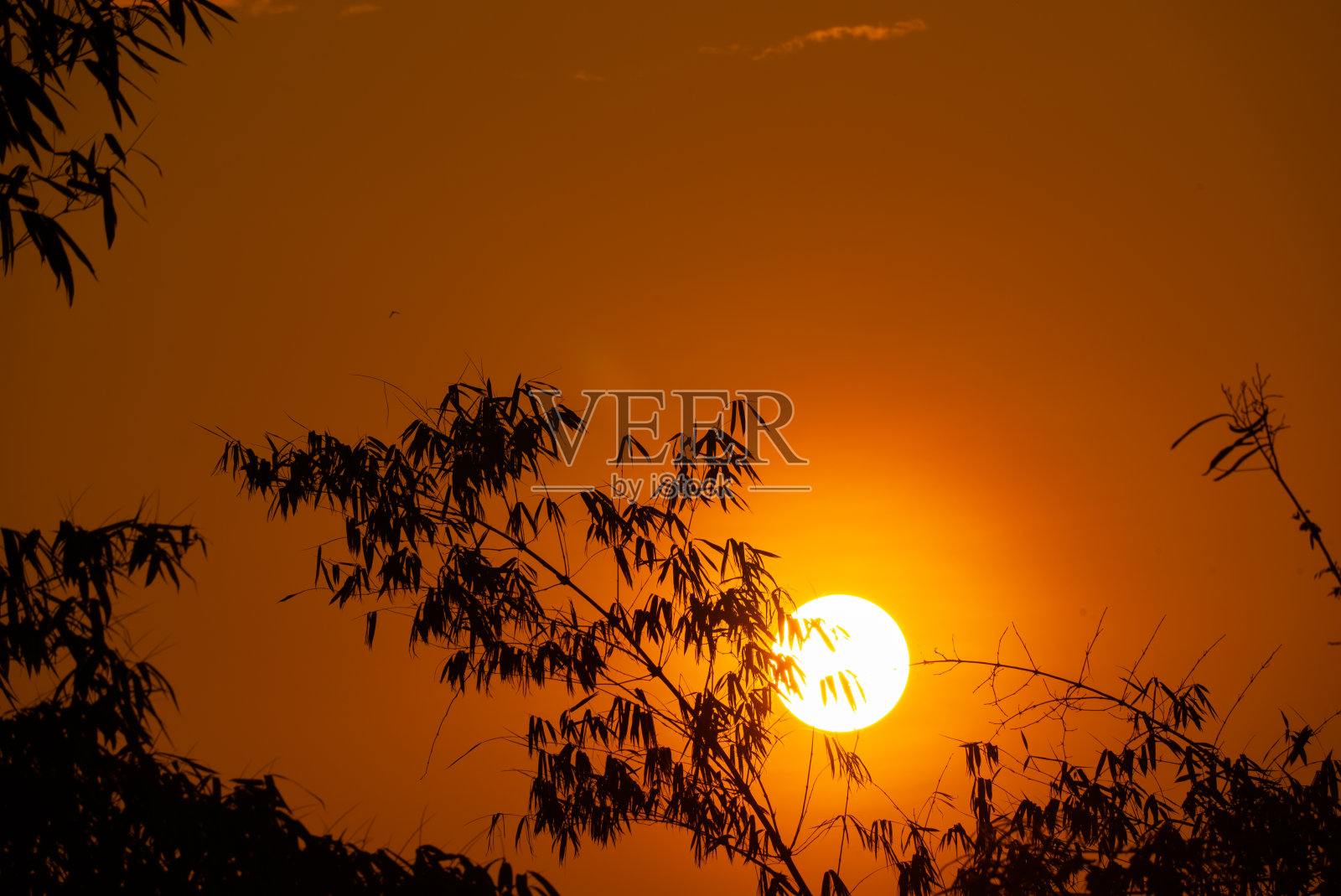 大日落剪影背景上的竹子照片摄影图片