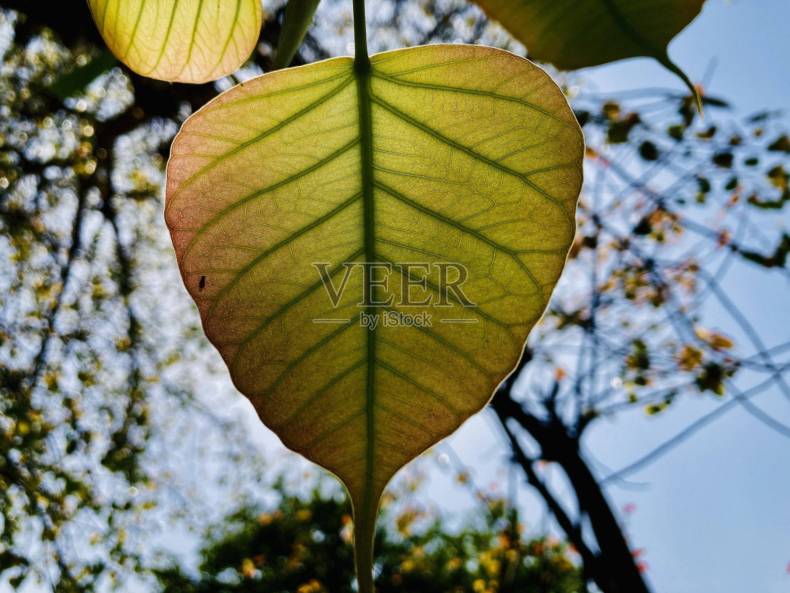 榕叶照片摄影图片