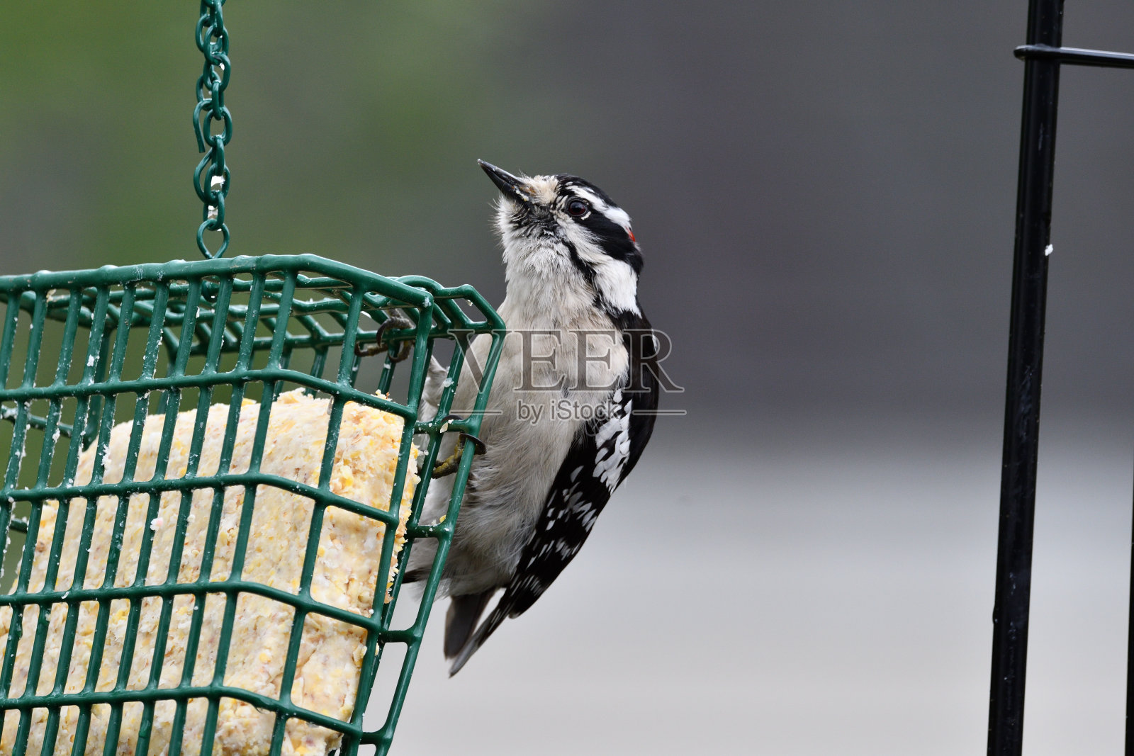 唐尼啄木鸟照片摄影图片