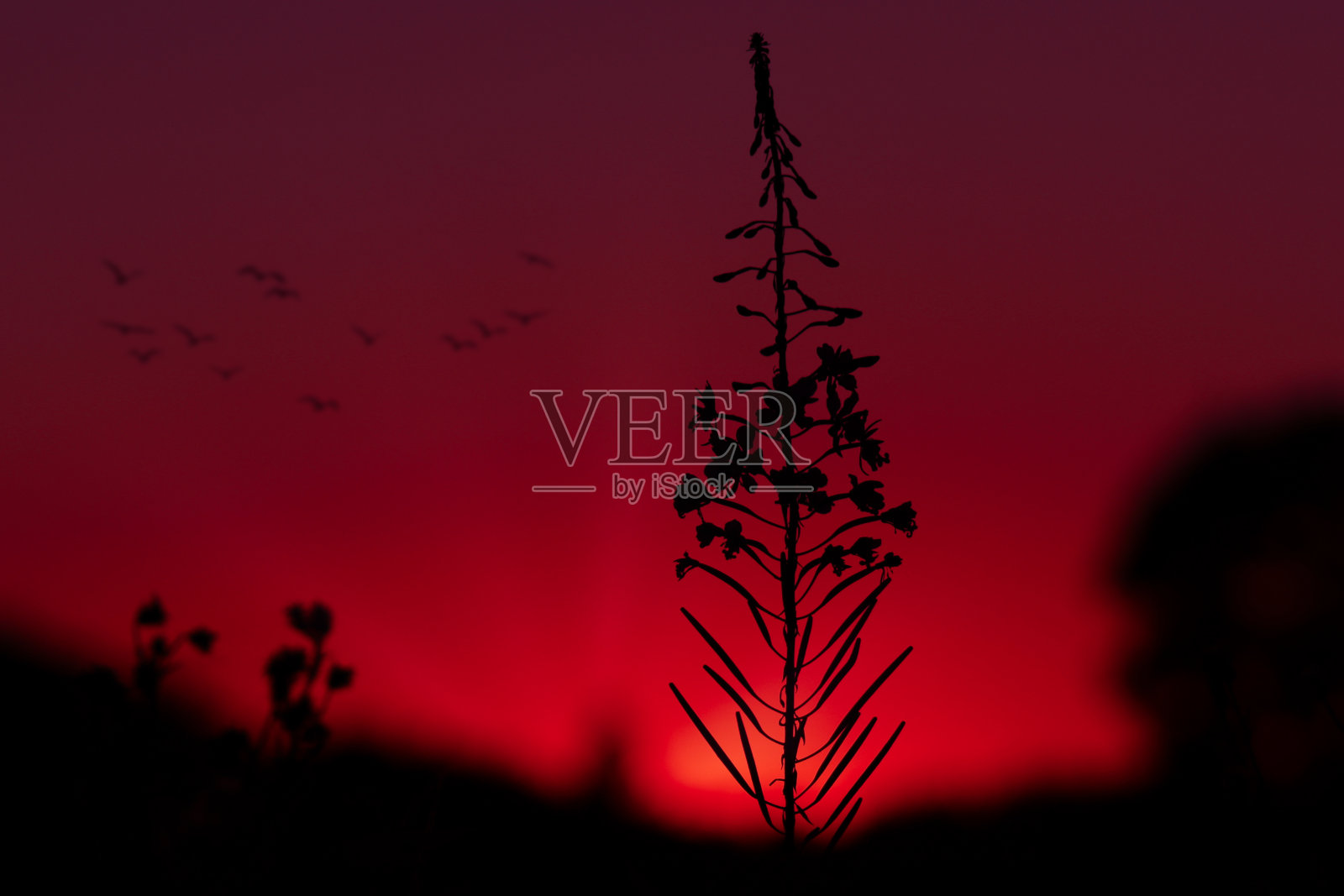 孤花(变种)照片摄影图片