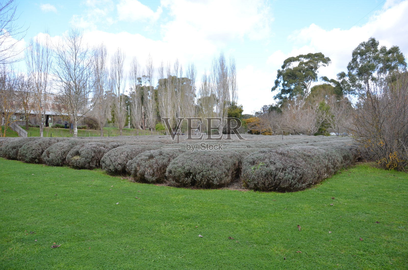 薰衣草农场照片摄影图片