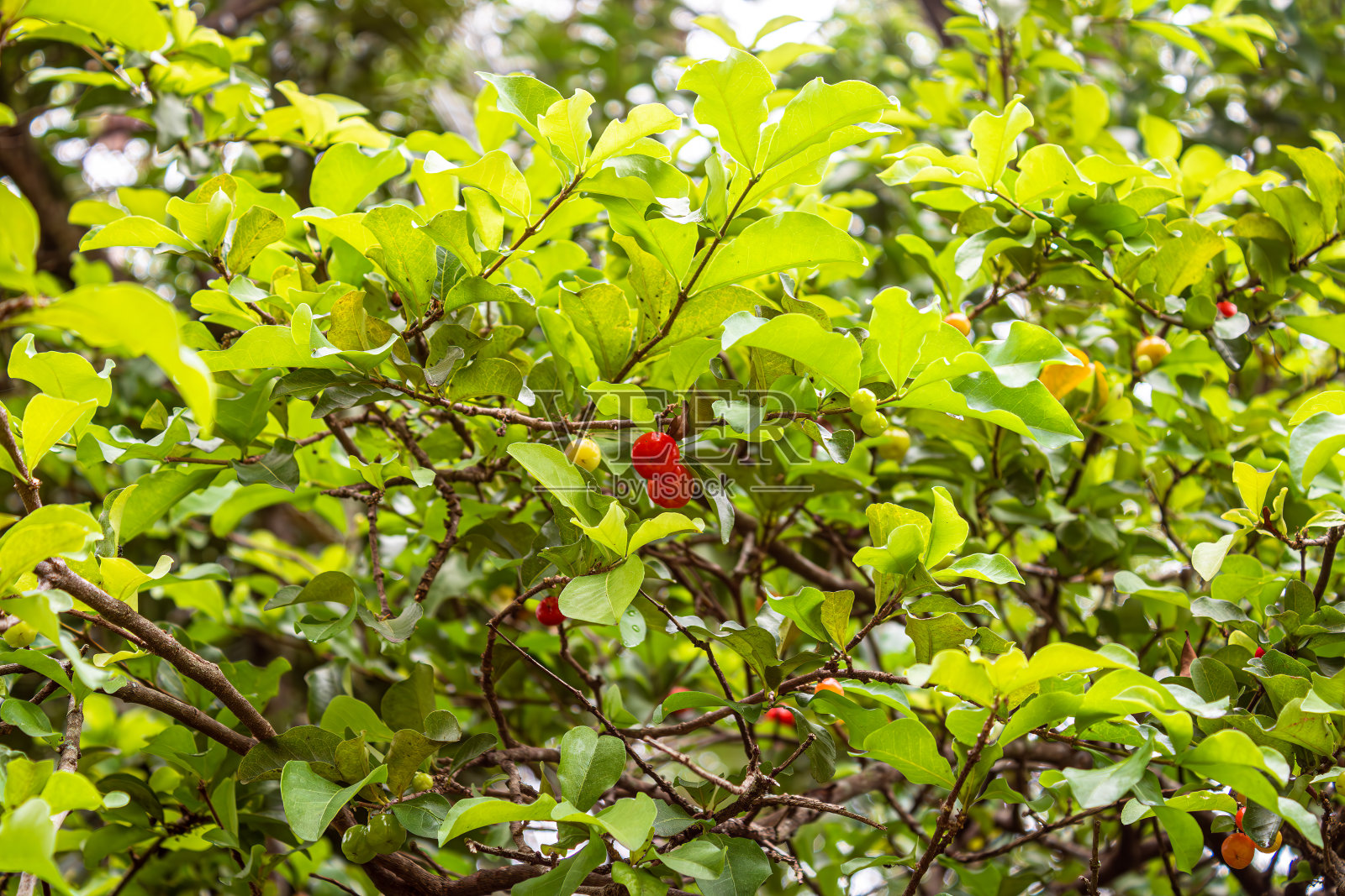 皮坦加，一种橙色水果，含有大量维生素C，可以制成很好的果汁。原产于巴西大西洋森林。照片摄影图片