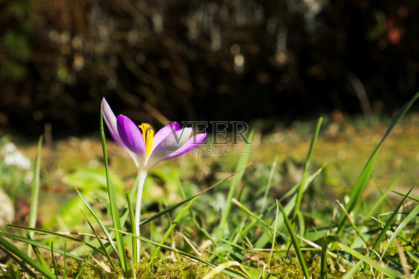 一朵紫色的番红花照片摄影图片