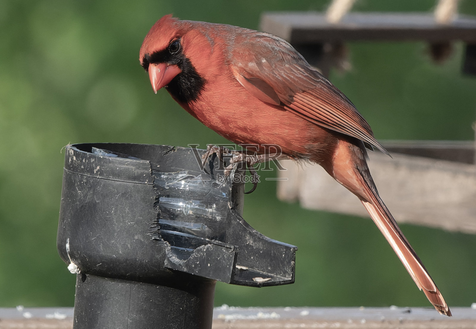 一个北方北美红雀在后院甲板上照片摄影图片